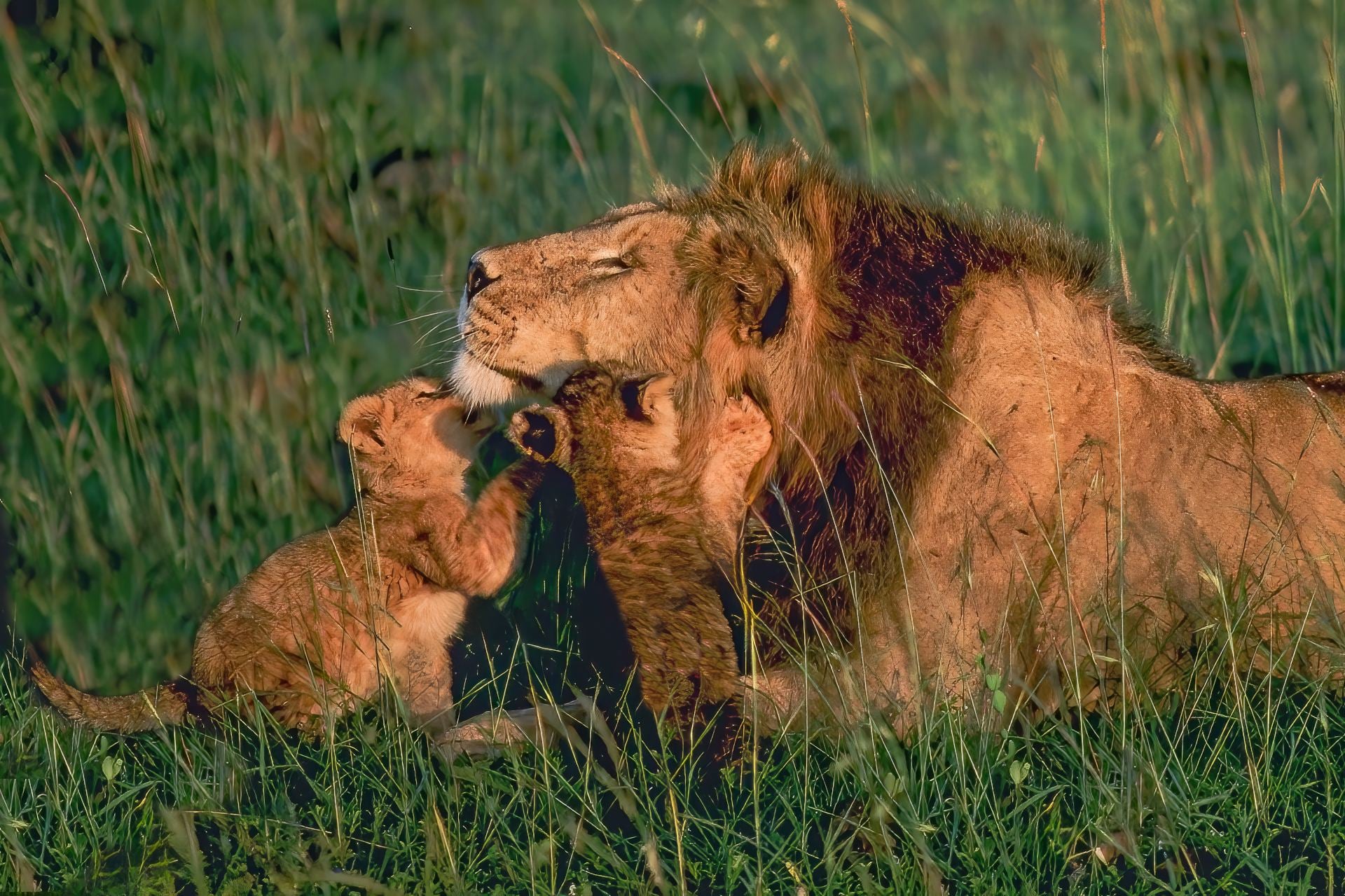 Lion playing with very young cubs, Masai Mara