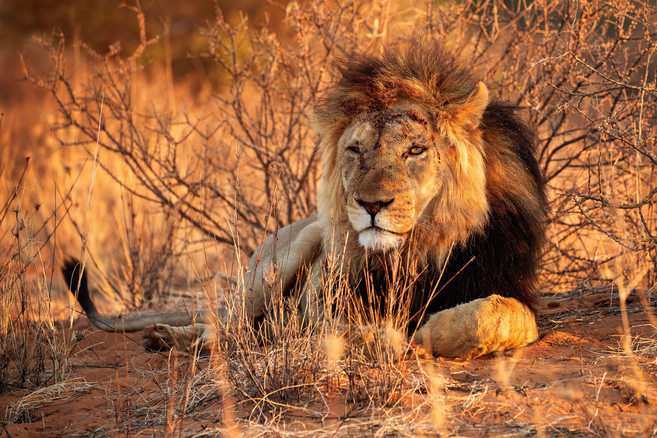 Lion in Etosha National Park Namibia