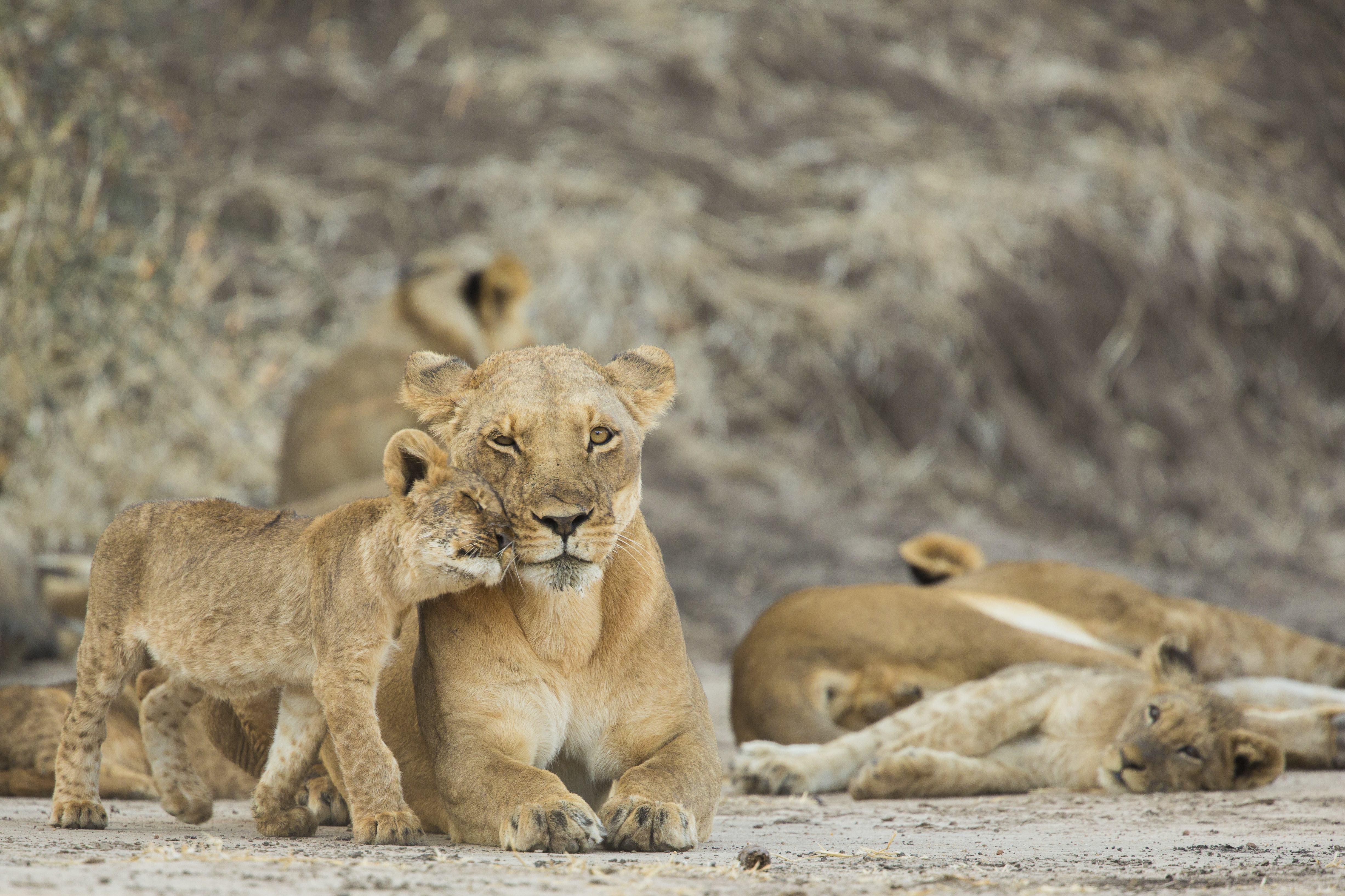 Lioness with her cubs, Kruger National Park