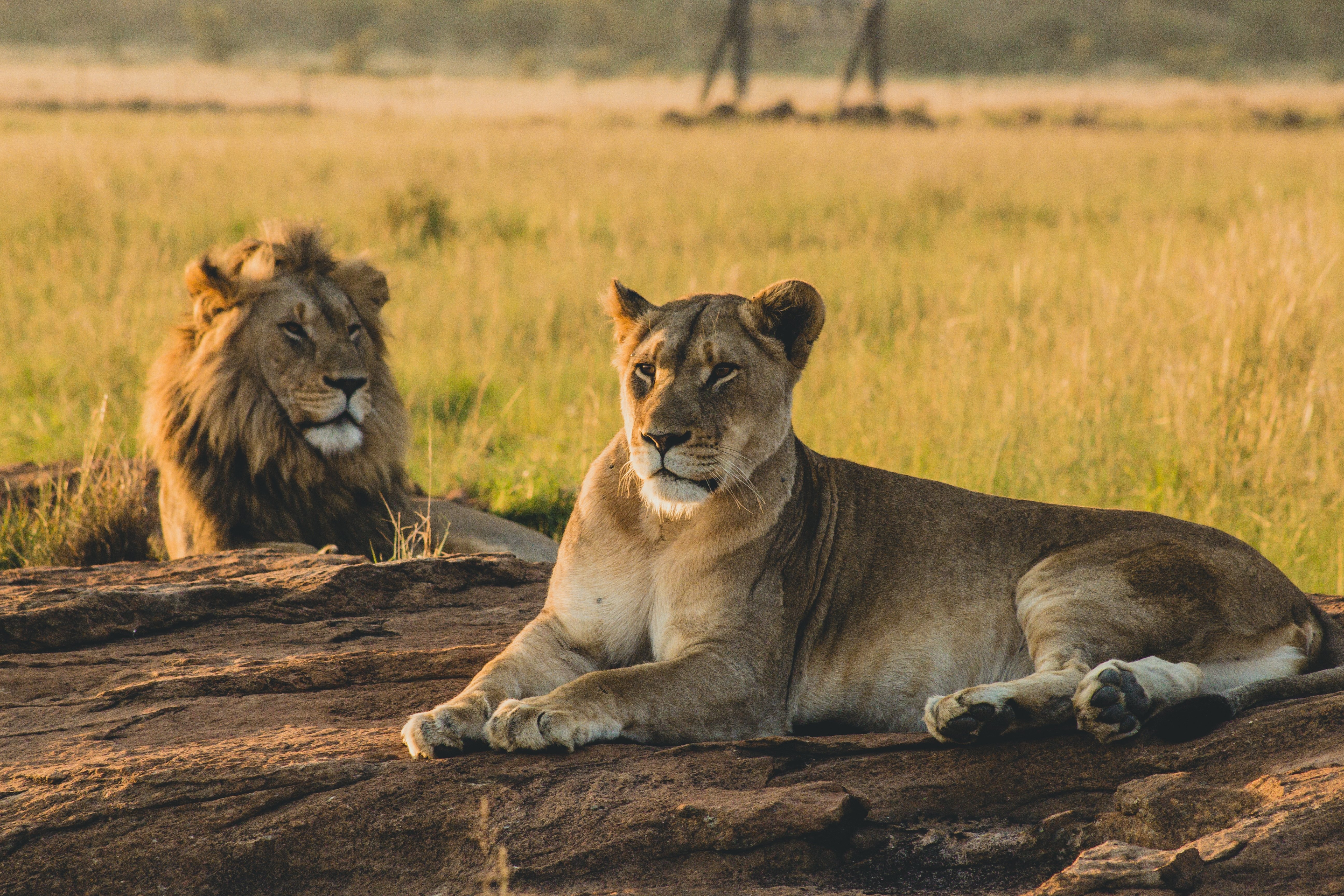 Lions in the Serengeti 