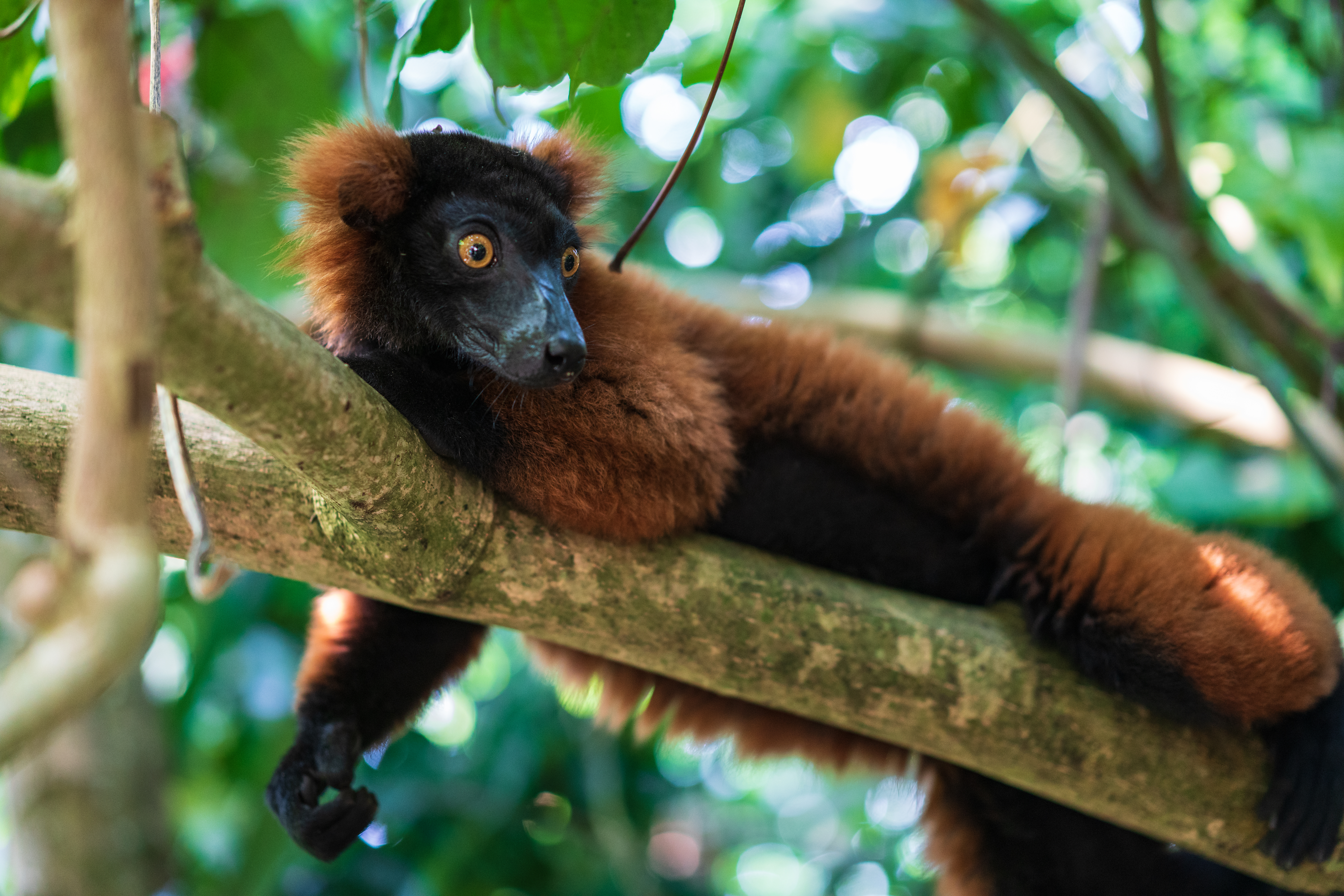Red Ruffed Lemur