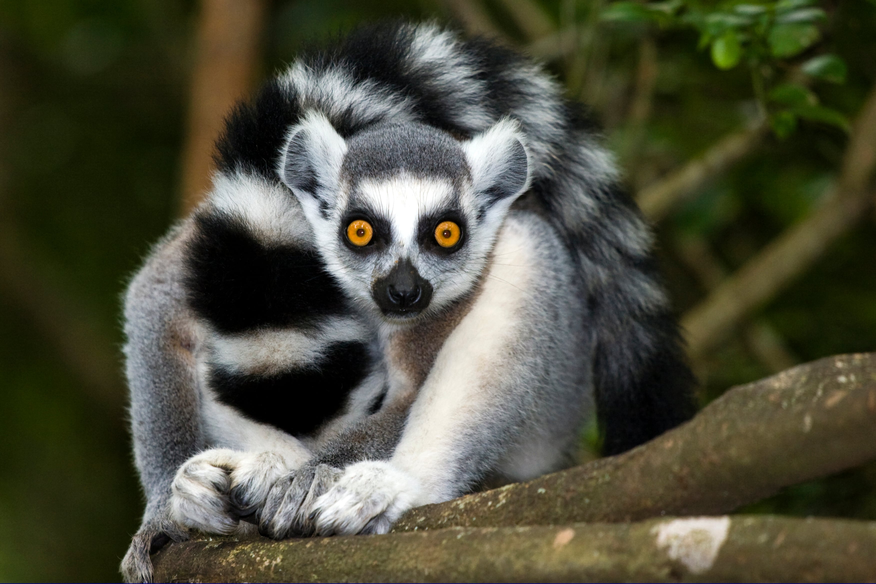 Ring-tailed lemur