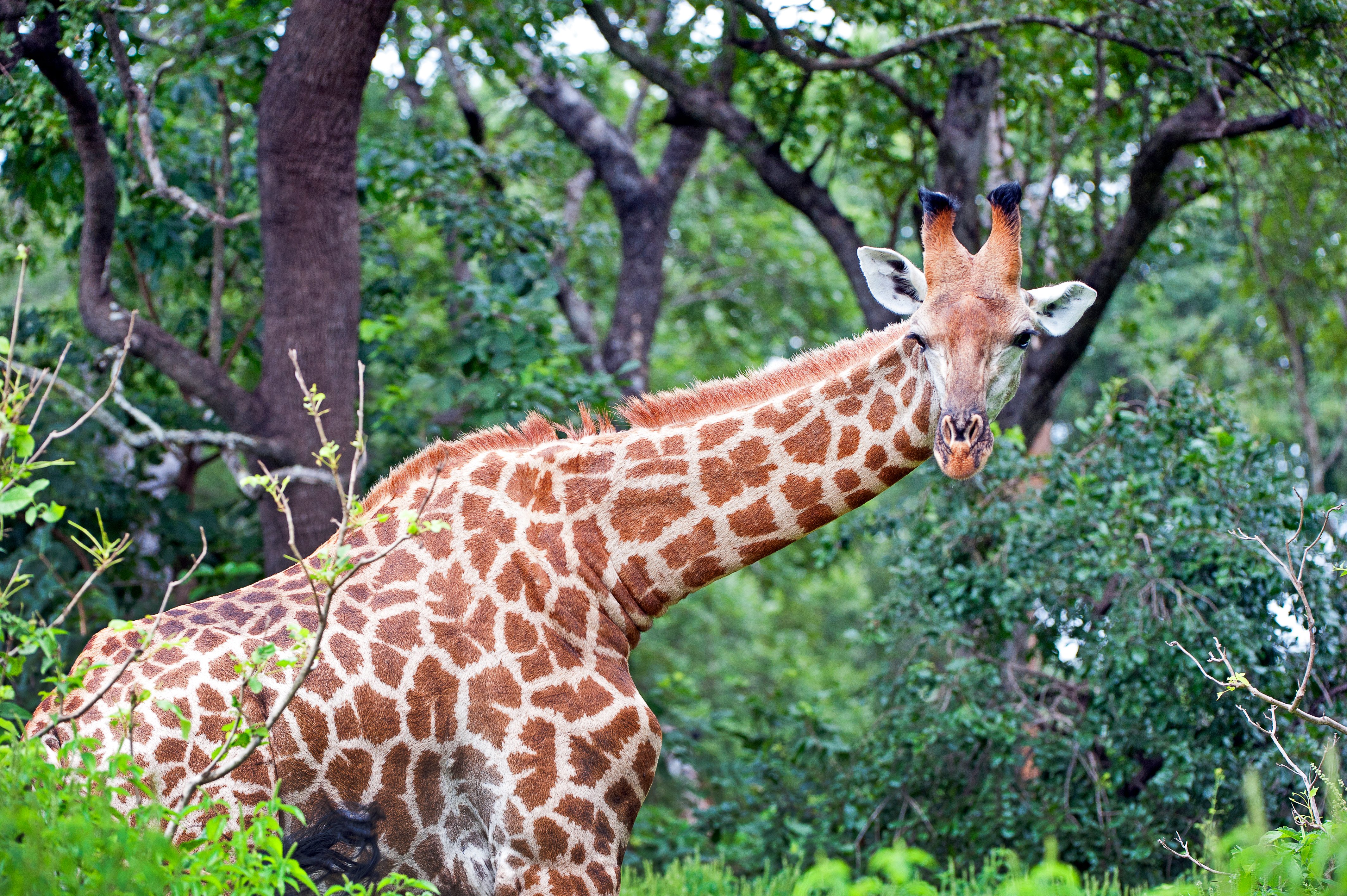 South African Giraffe