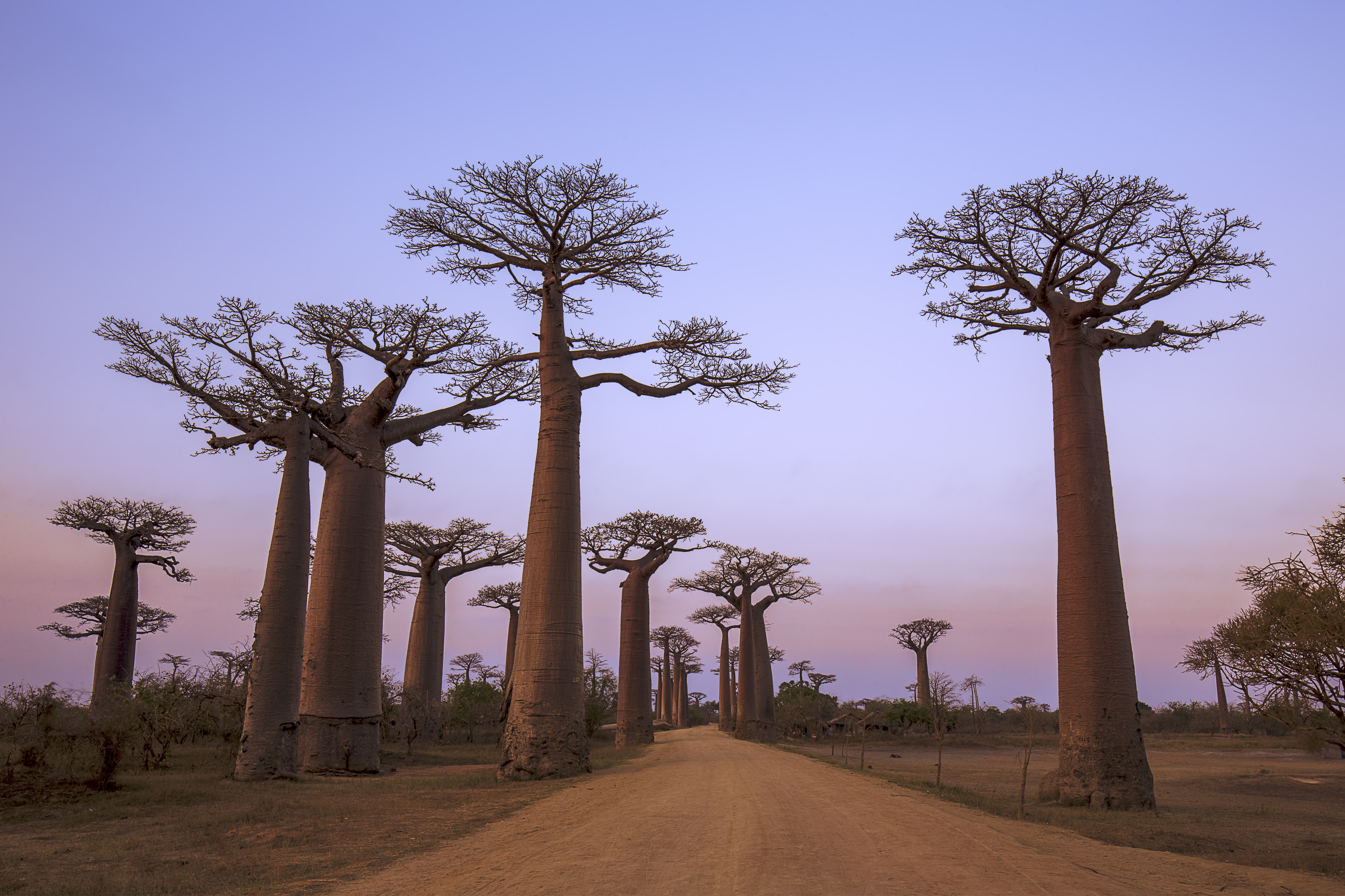 Sunset at Baobab Avenue, Madagascar