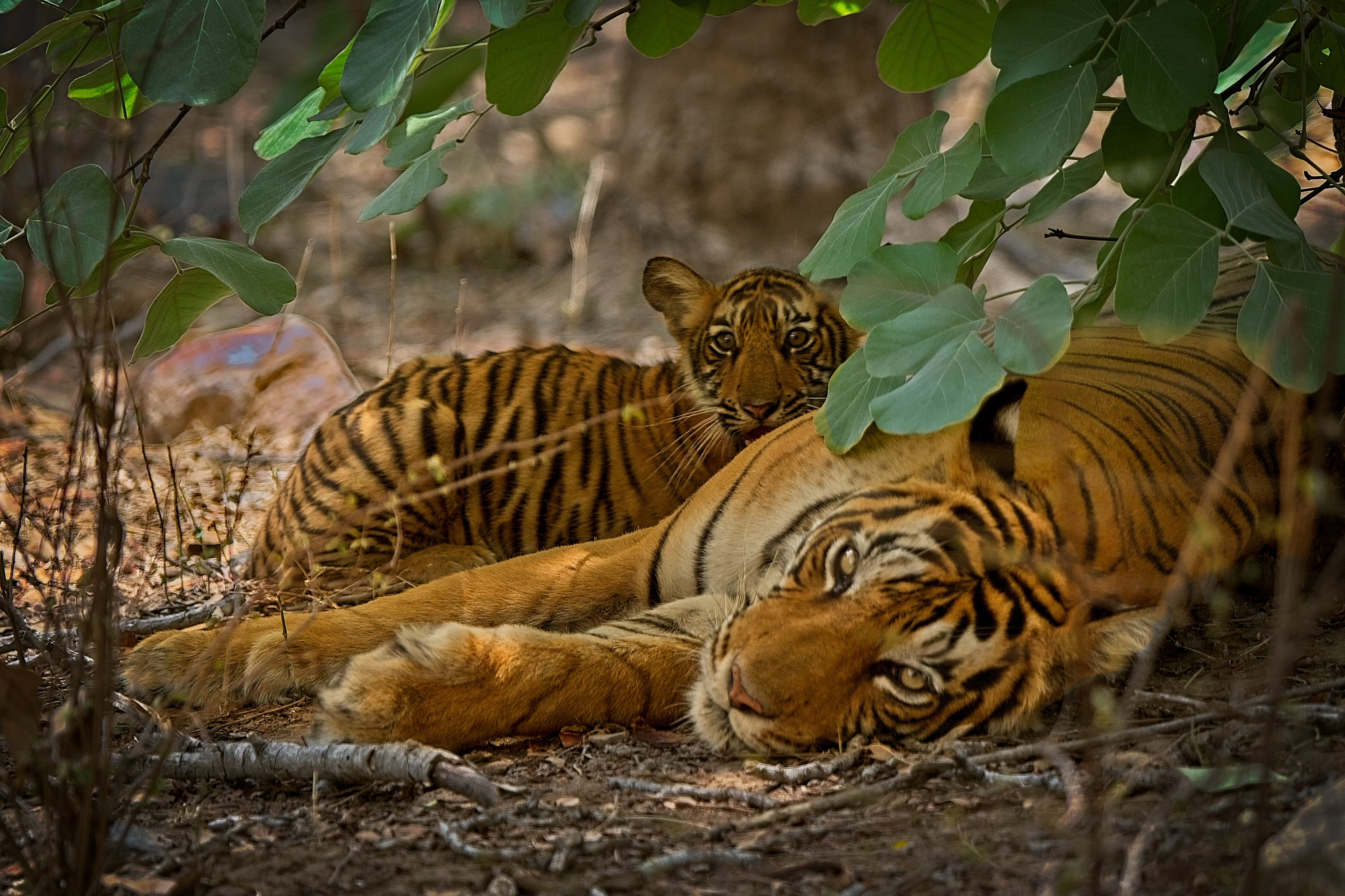 Ranthambore National Park