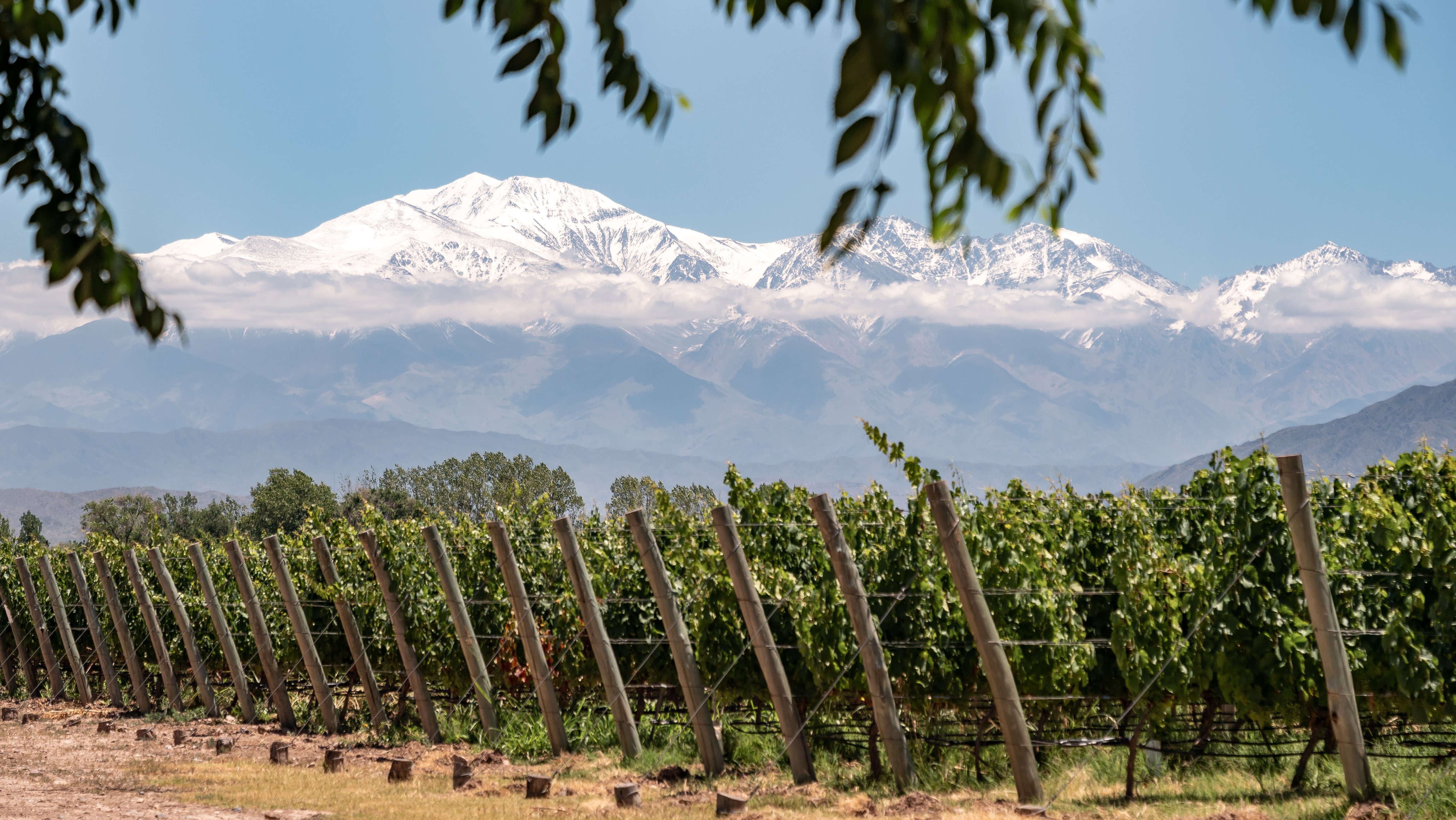 Mendoza Vineyards, Argentina