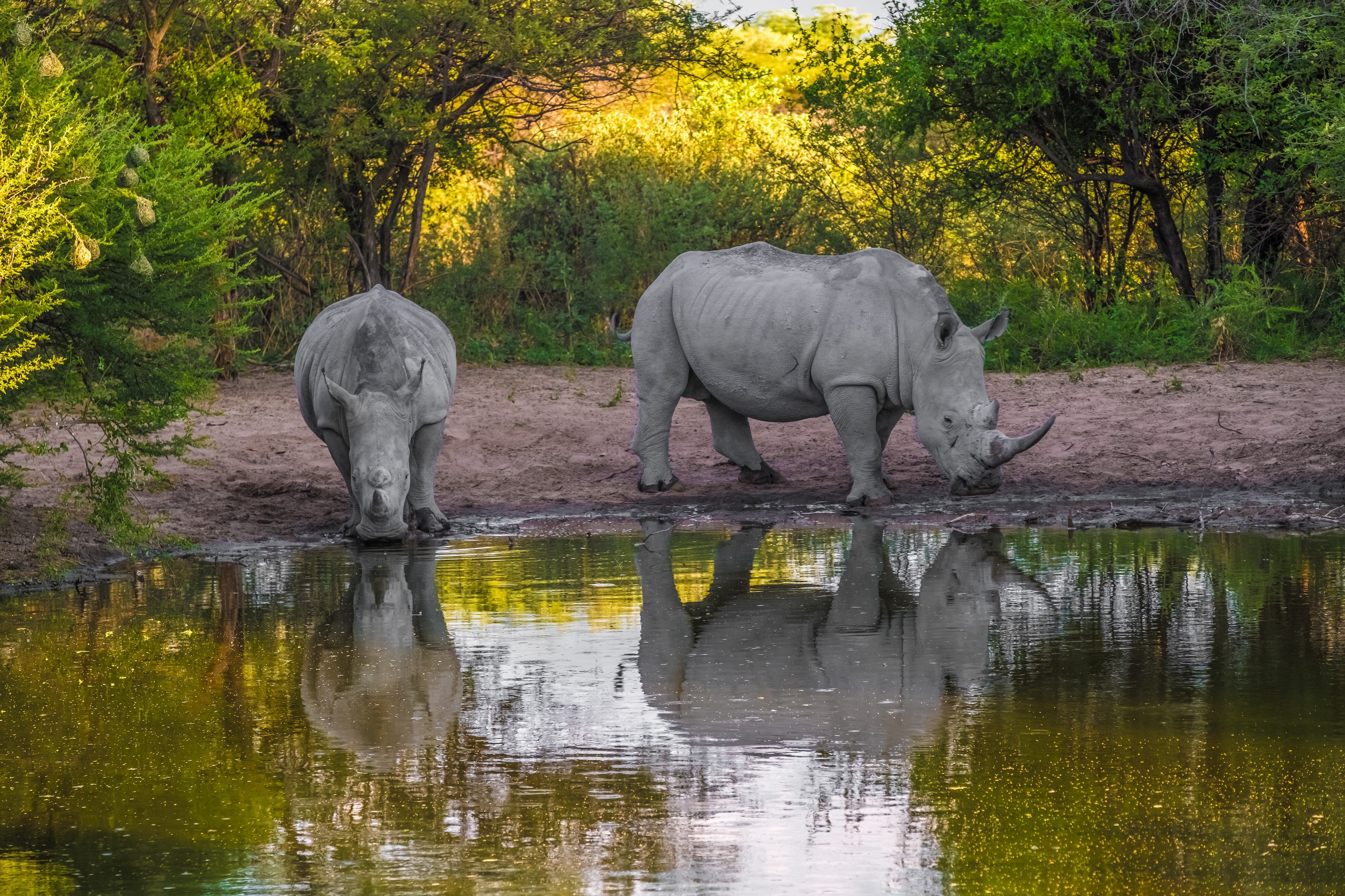The white or square-lipped rhino