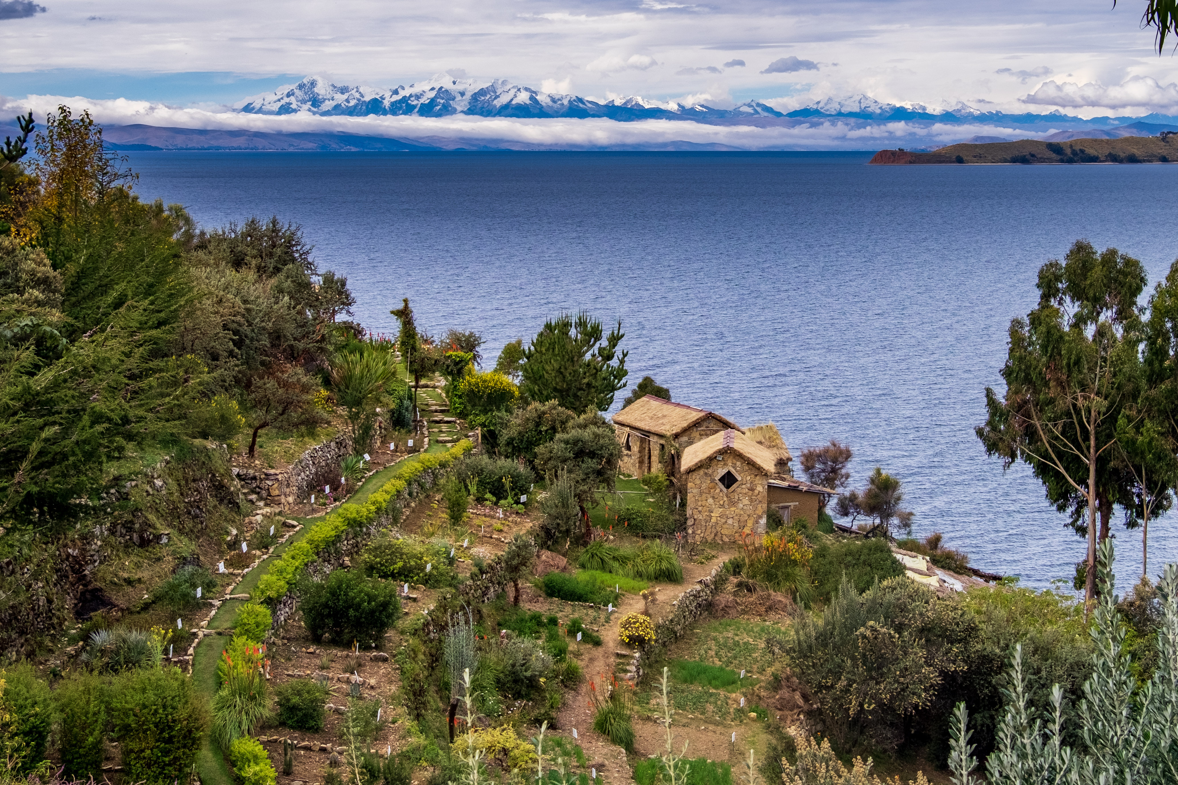 View of Lake Titicaca from Isla del Sol, animal-shaped tree and in the background the Bolivian snowfall