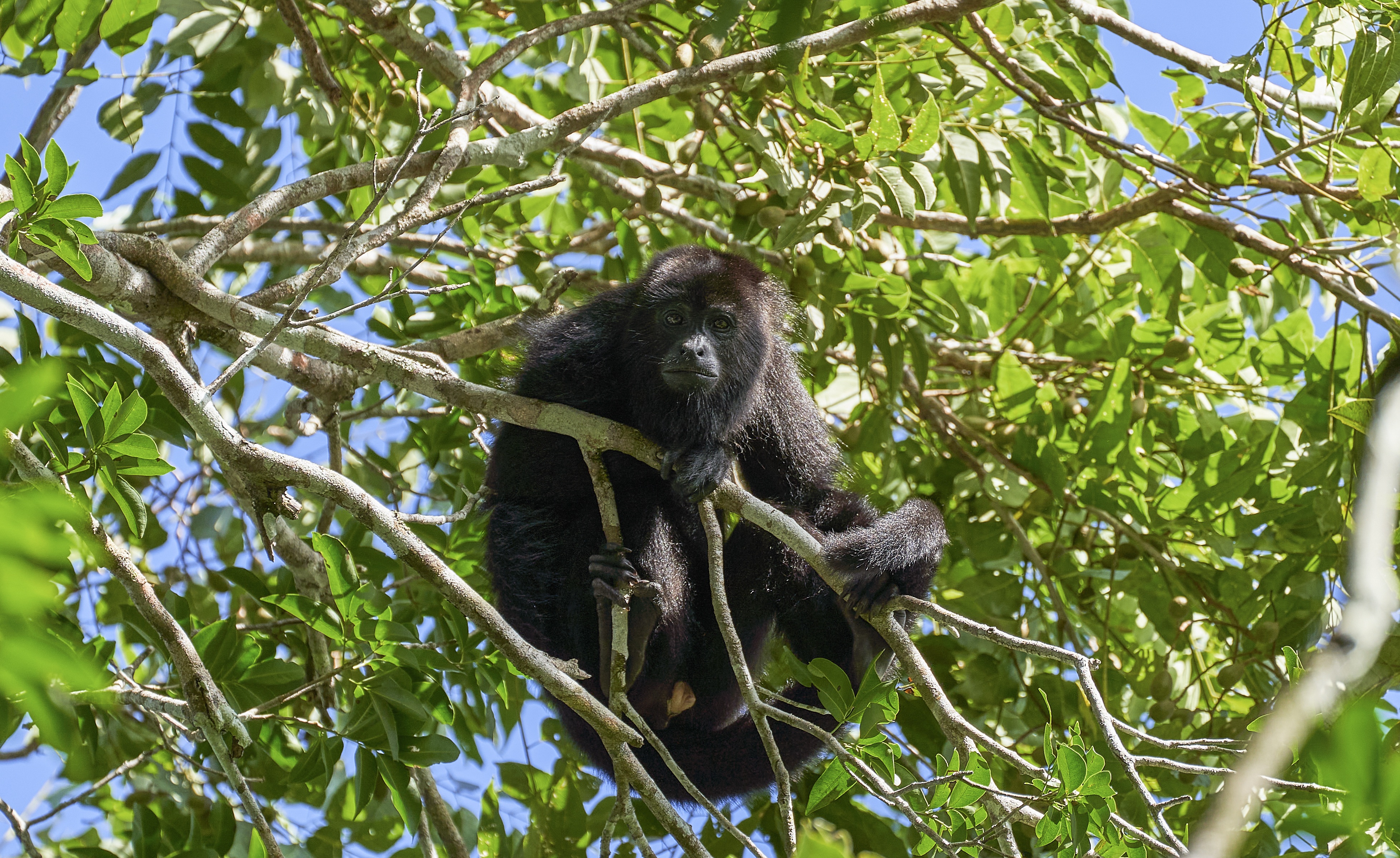 Wild Yucatan black howler monkey in the Mountain Pine Ridge Forest Reserve in the Caribbean Nation of Belize