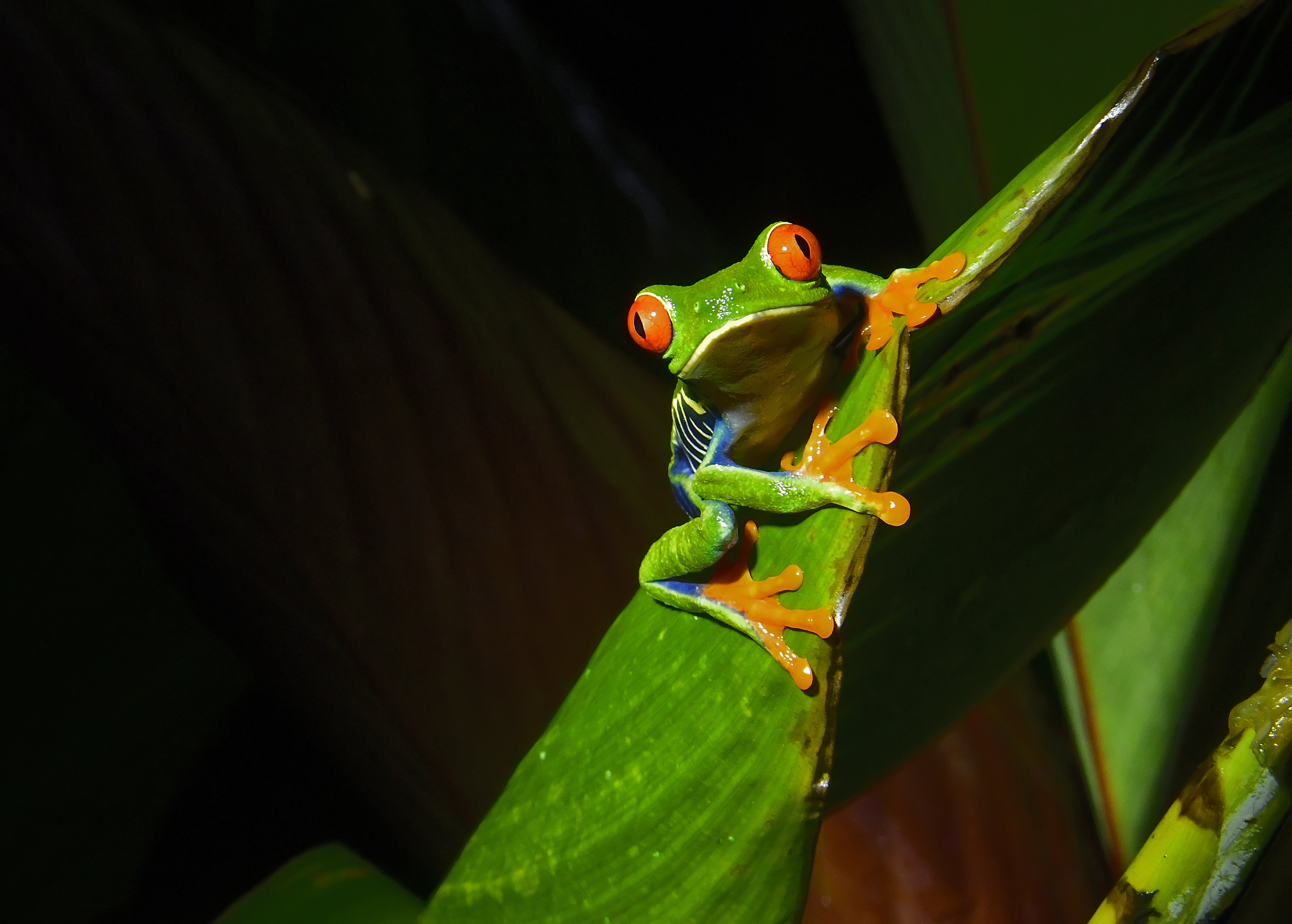 A Red-eyed tree frog at is seen at night on a plant leaf. The red eyed tree frog is very iconic in Central America.