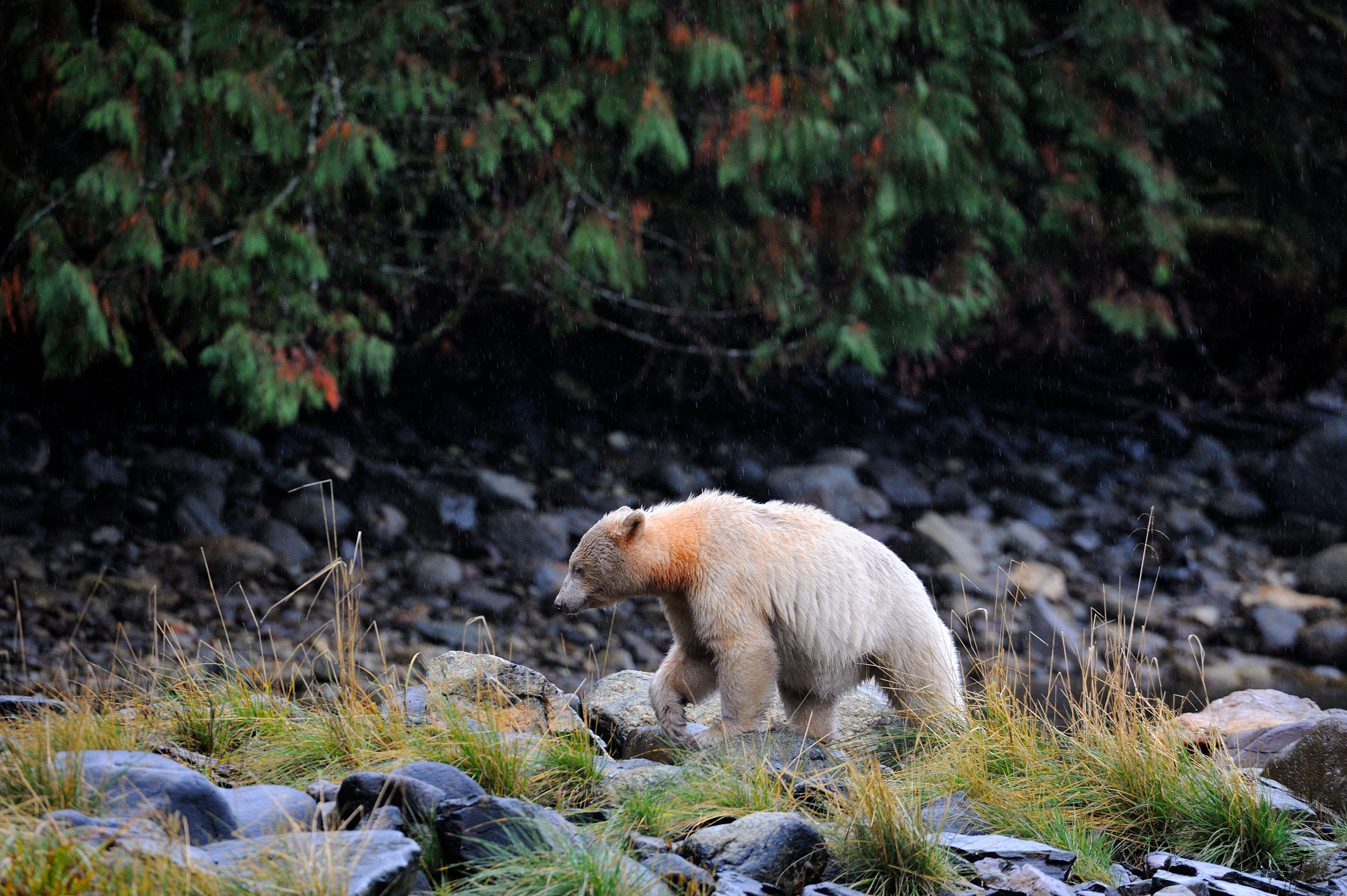 Spirit bear walking in the Great Bear Rainforest, British Columbia