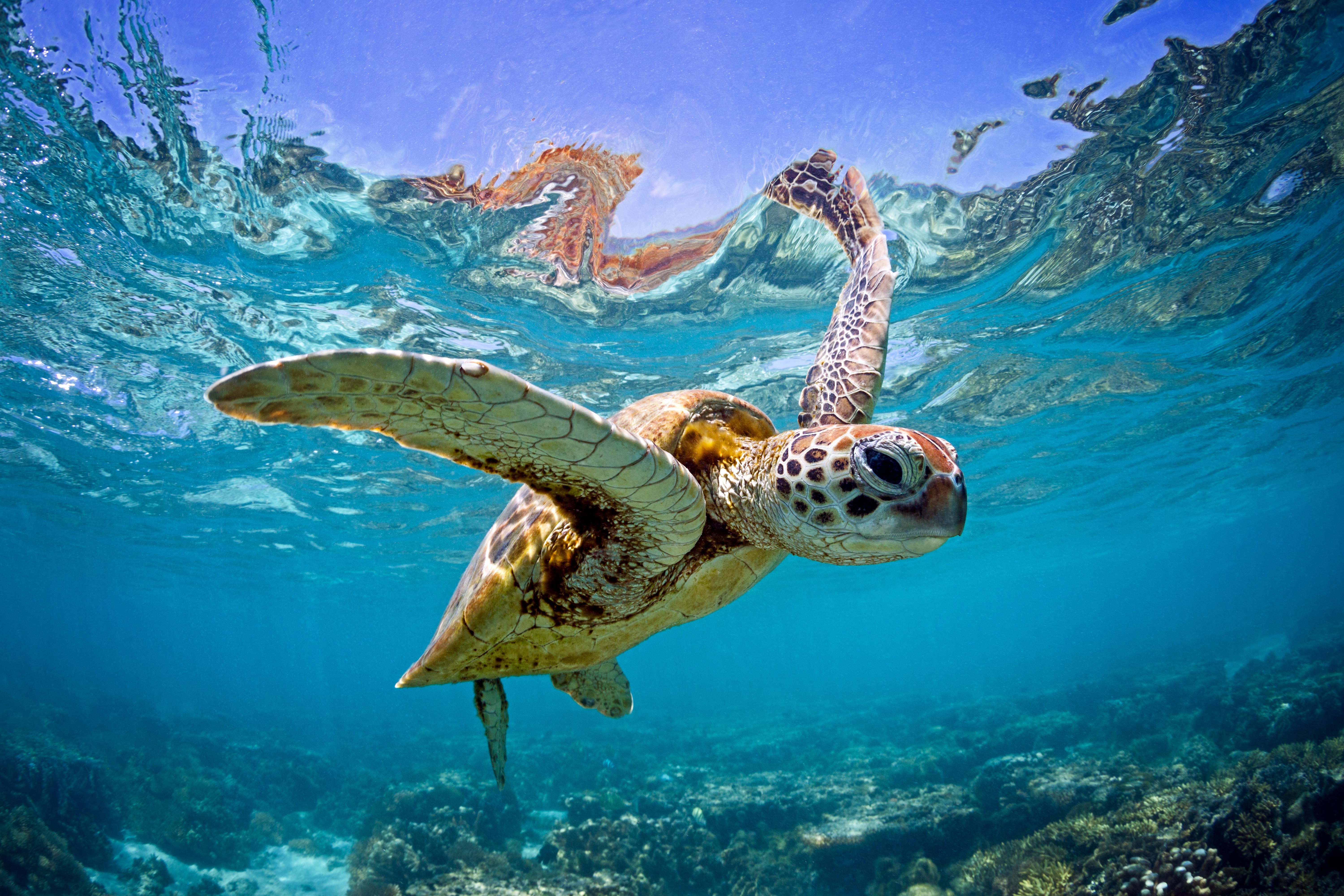 Green sea turtle captured swimming in the shallow waters of the Southern Great Barrier Reef.