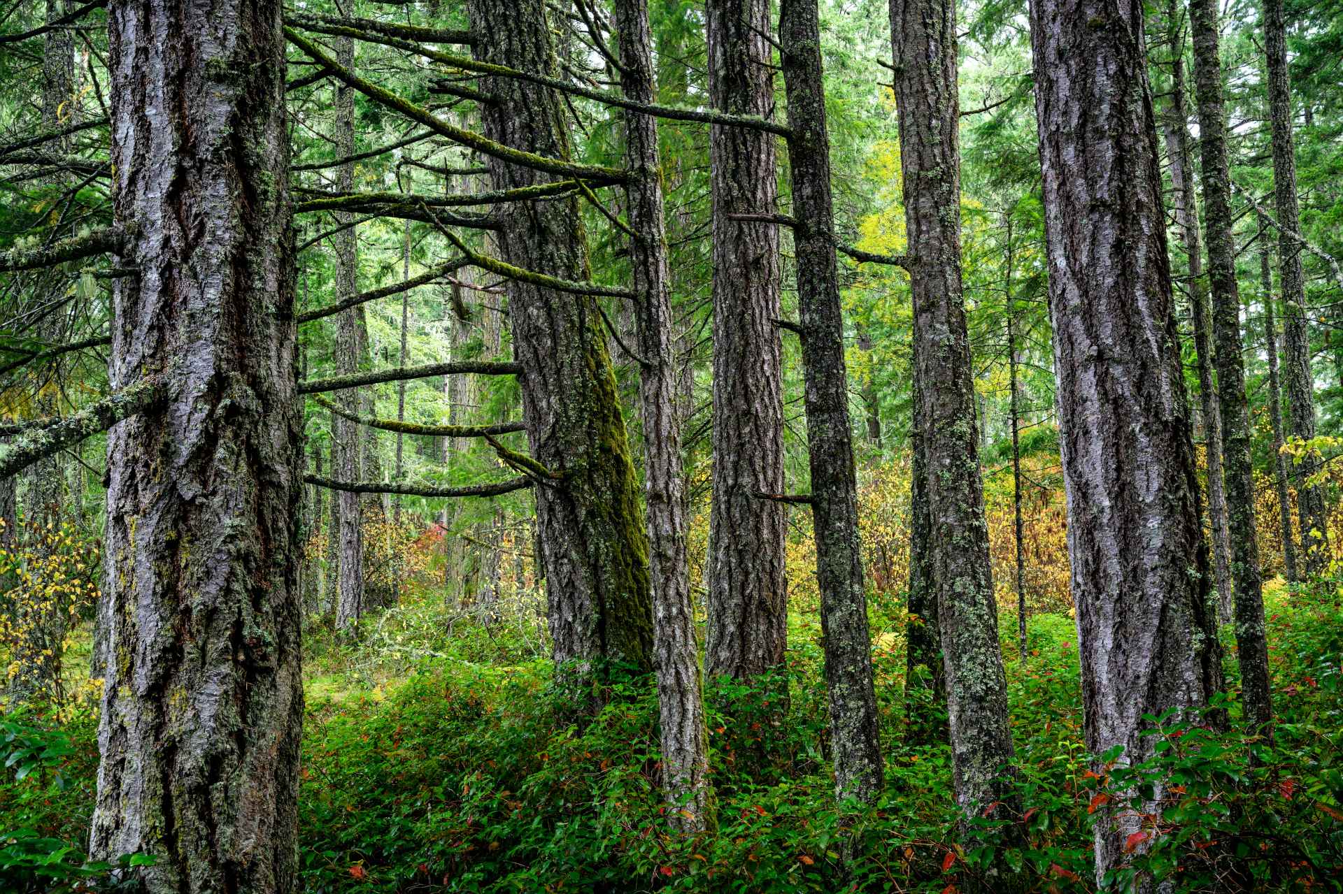 Douglas Fir Trees in Victoria, Vancouver Island