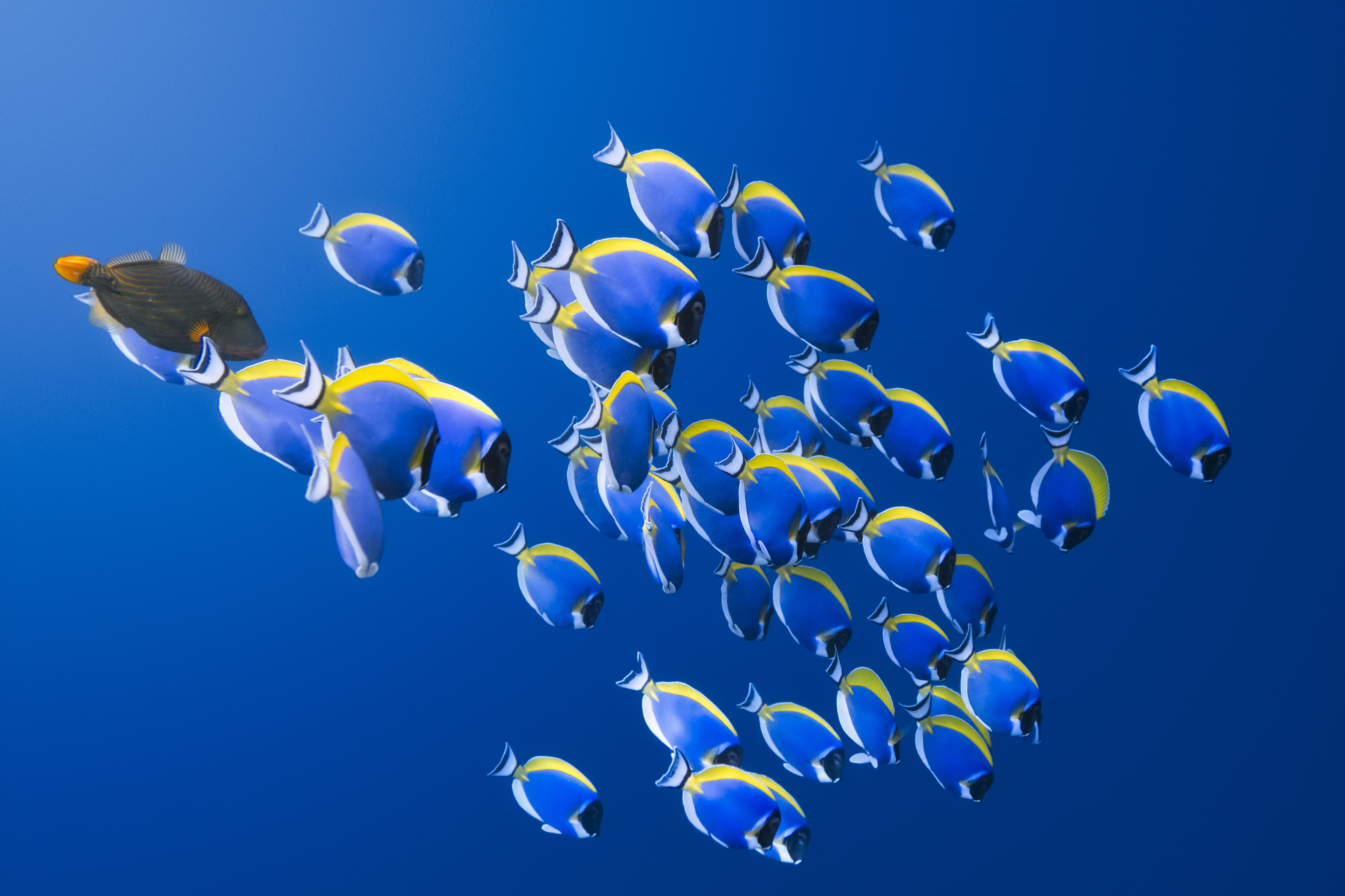 Shoal of powder blue Surgeonfish in the Indian Ocean.