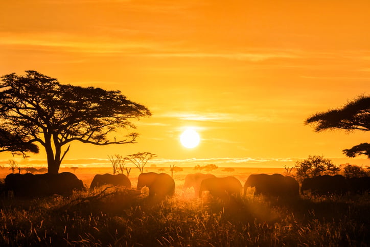 Masai Mara