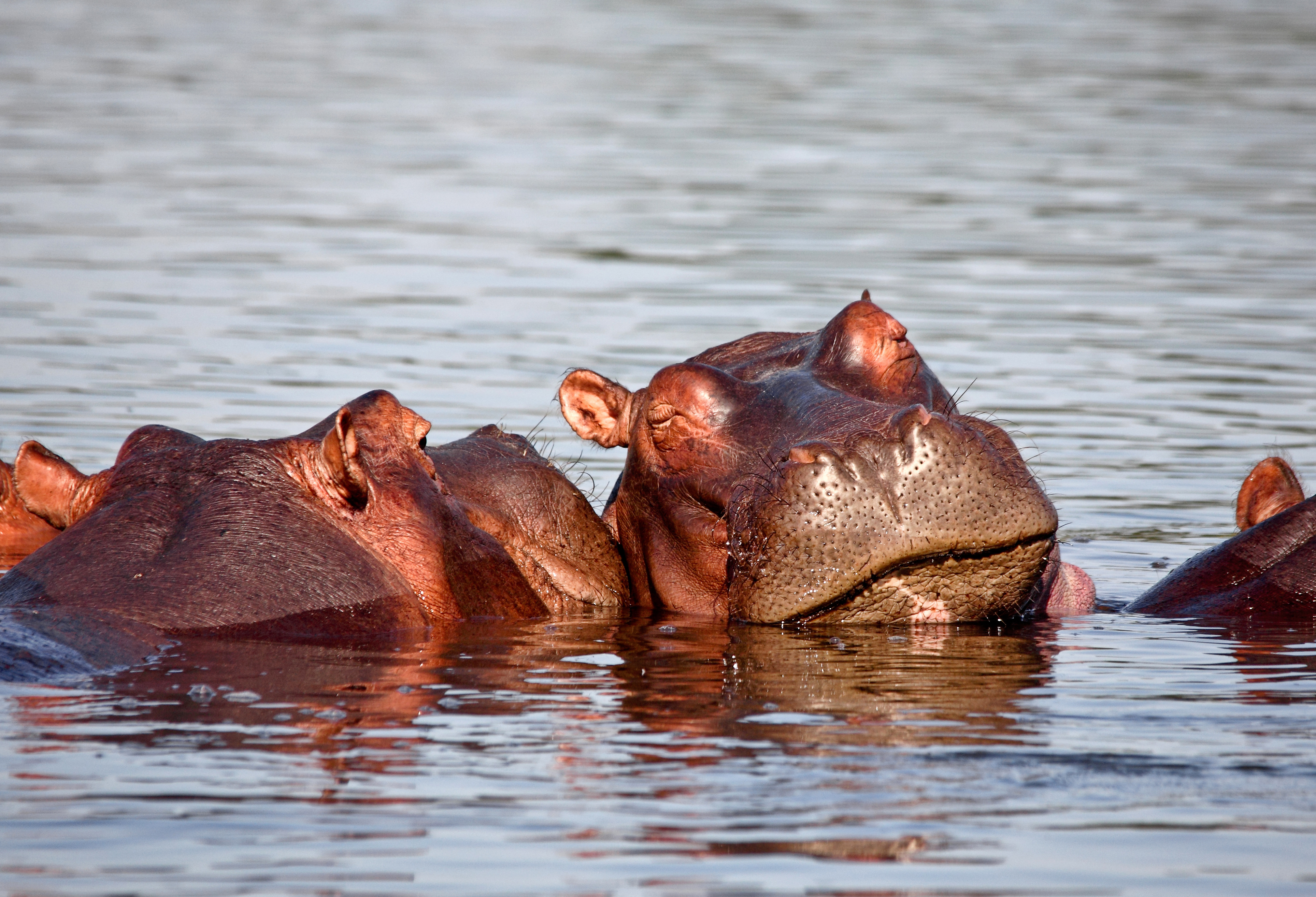 Sleeping hippo in Liwonde National Park