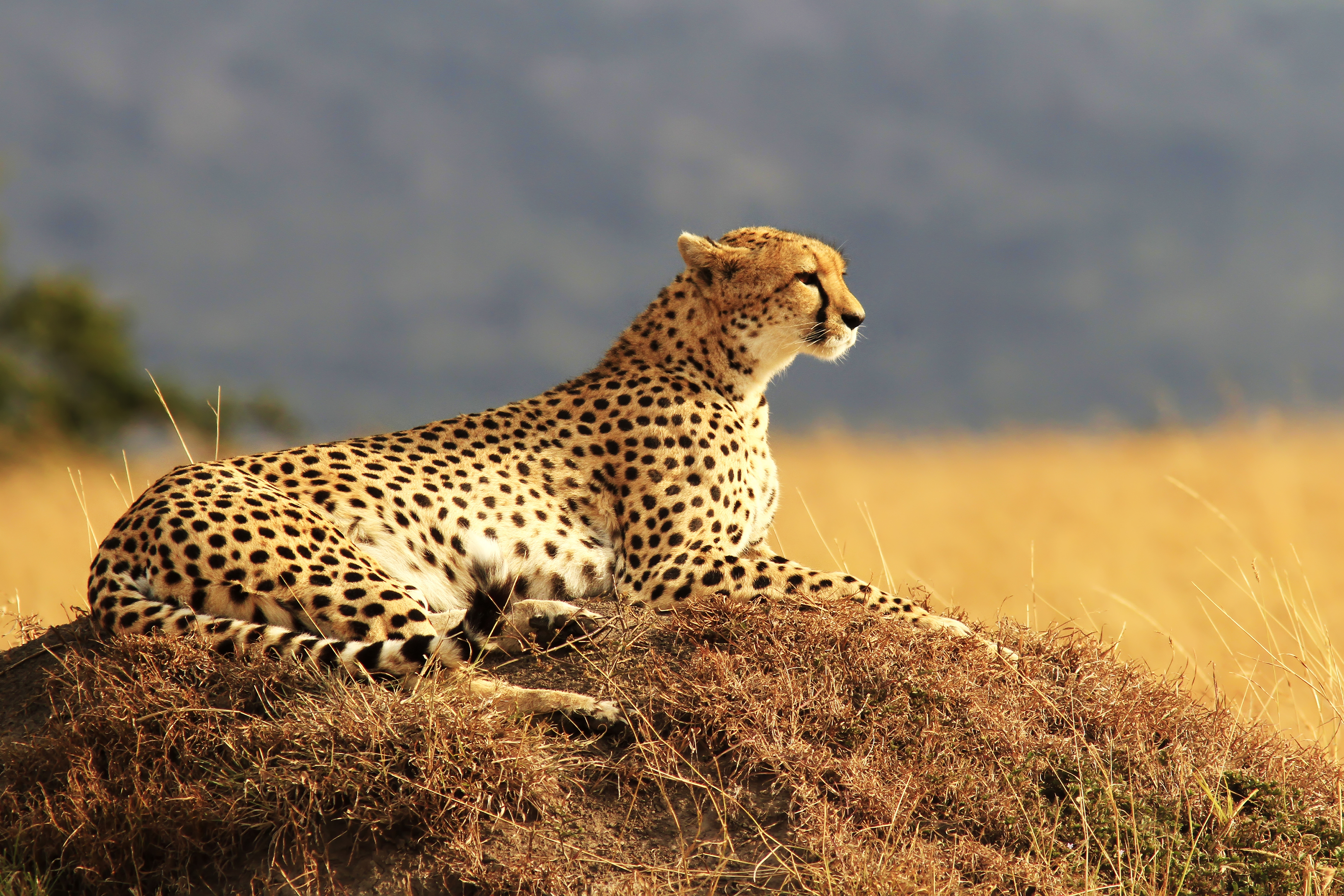 A cheetah and cub in the Masai Mara.