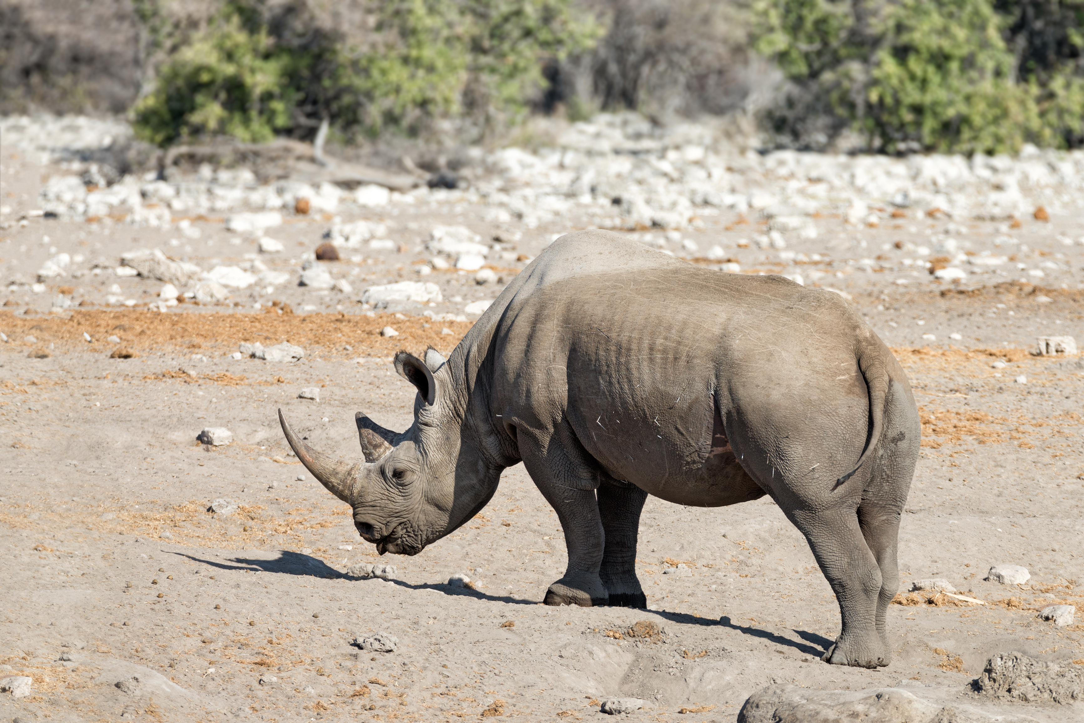 Black rhinoceros coming out of a waterhole in Etosha National Park, Namibia