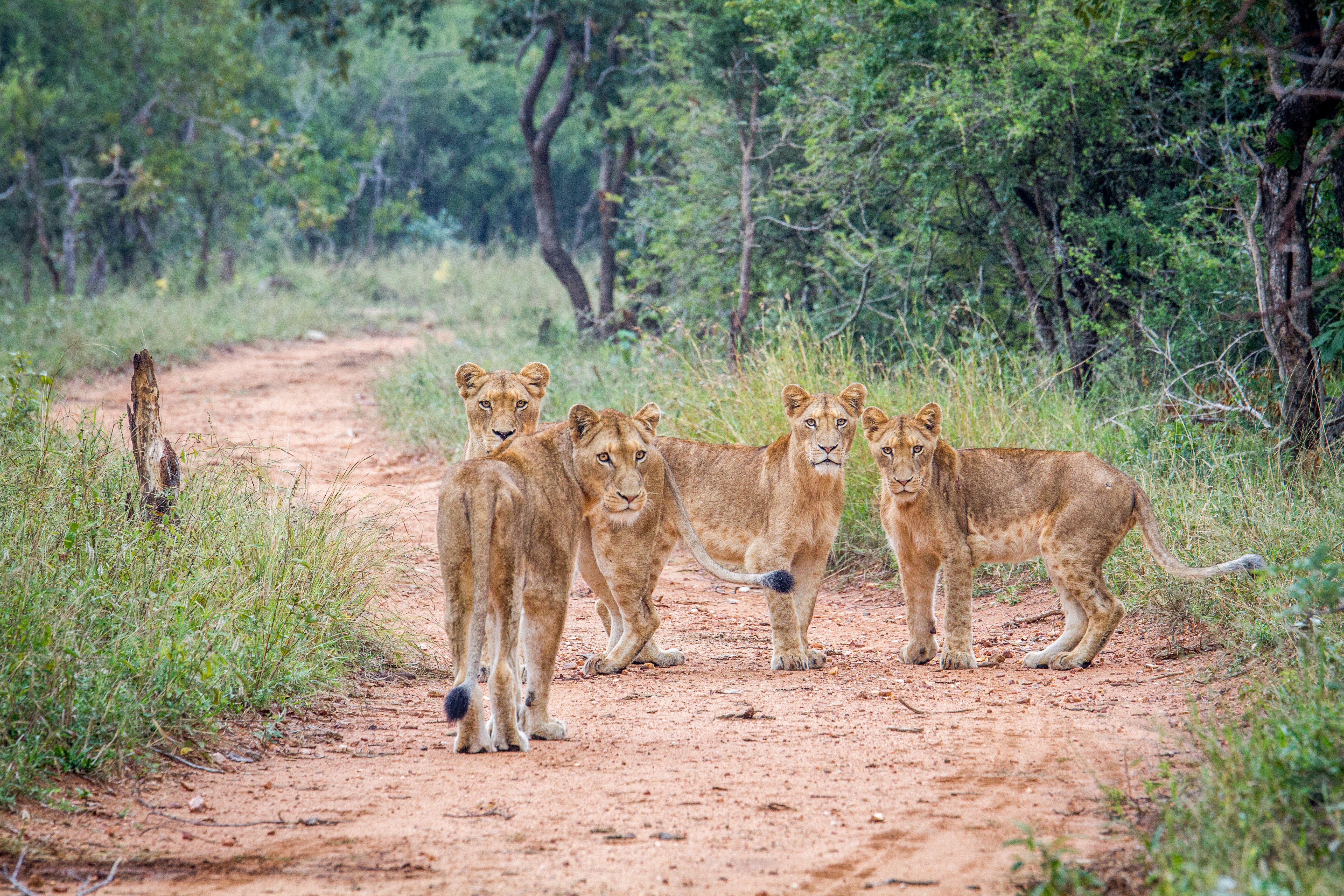 Get up close to Africa's Big 5 in the Kapama Game Reserve