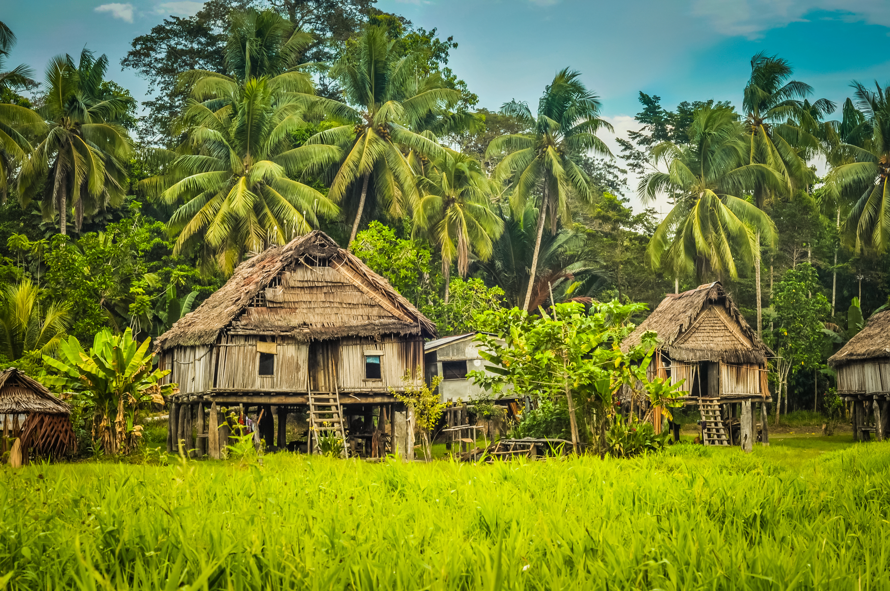 Simple houses made of straw, wood and bamboo in Papua New Guinea