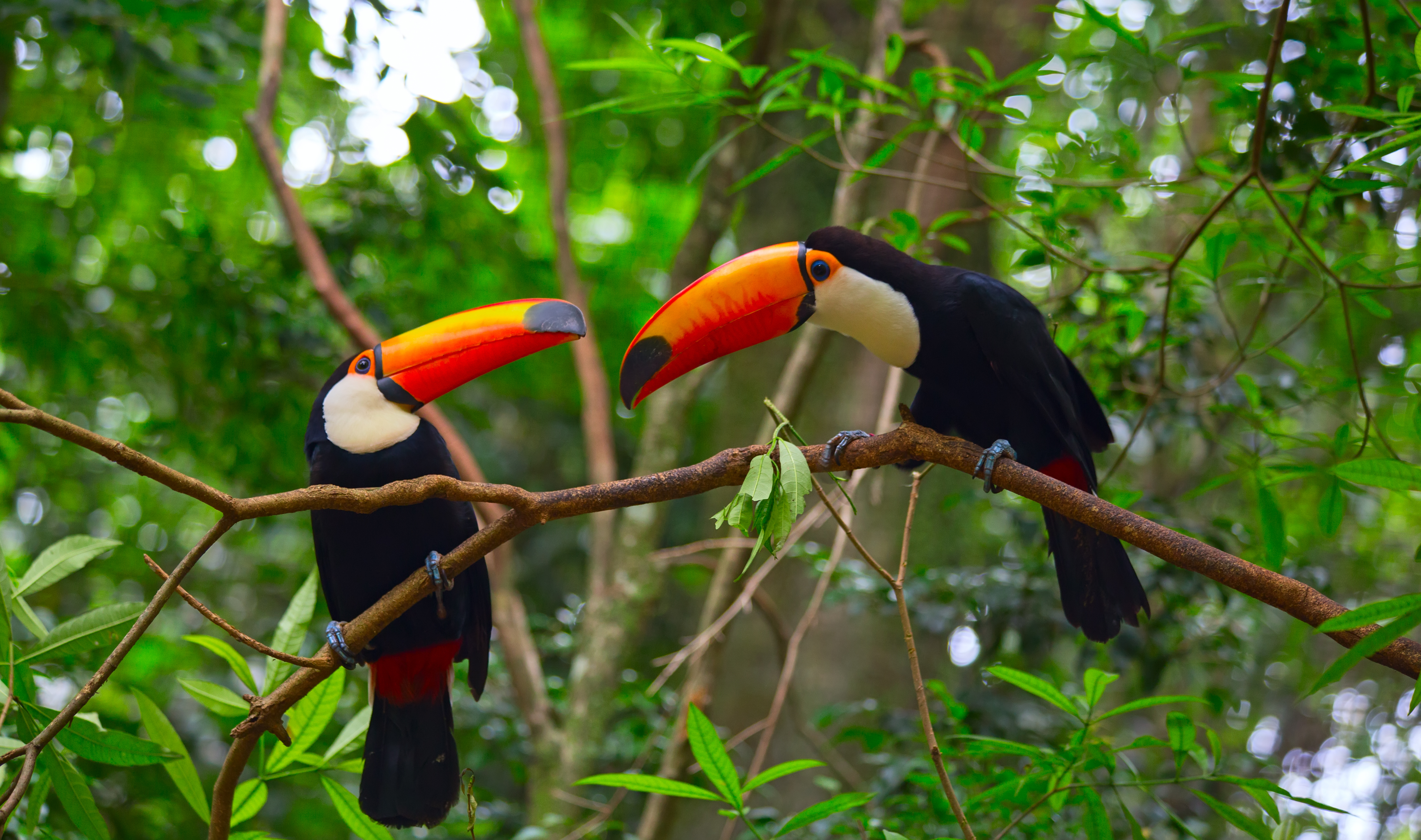 Colourful tucan in the wild