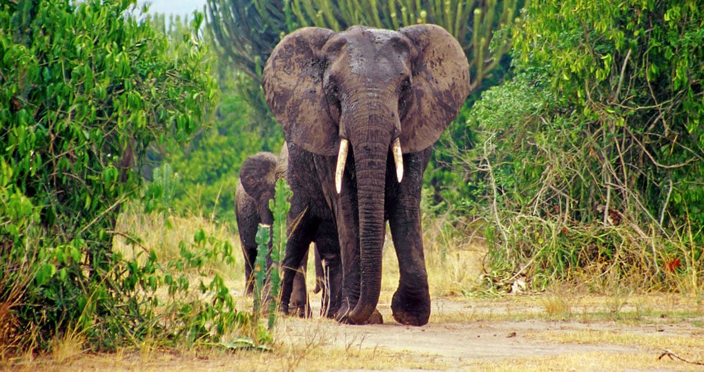 Elephants in the Queen Elizabeth National Park in Uganda Elephants in the Queen Elizabeth National Park in Uganda