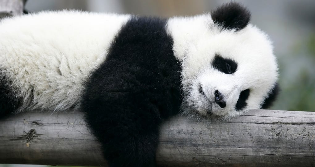 A tough day at the Panda Breeding Research Centre for some, but a great photo opportunity for others on their China tour.