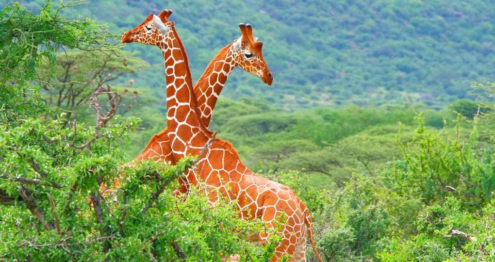 Giraffes in Samburu