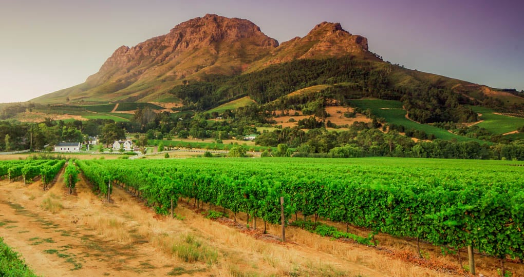 Stellenbosch is home to more than 200 wine and grape producers