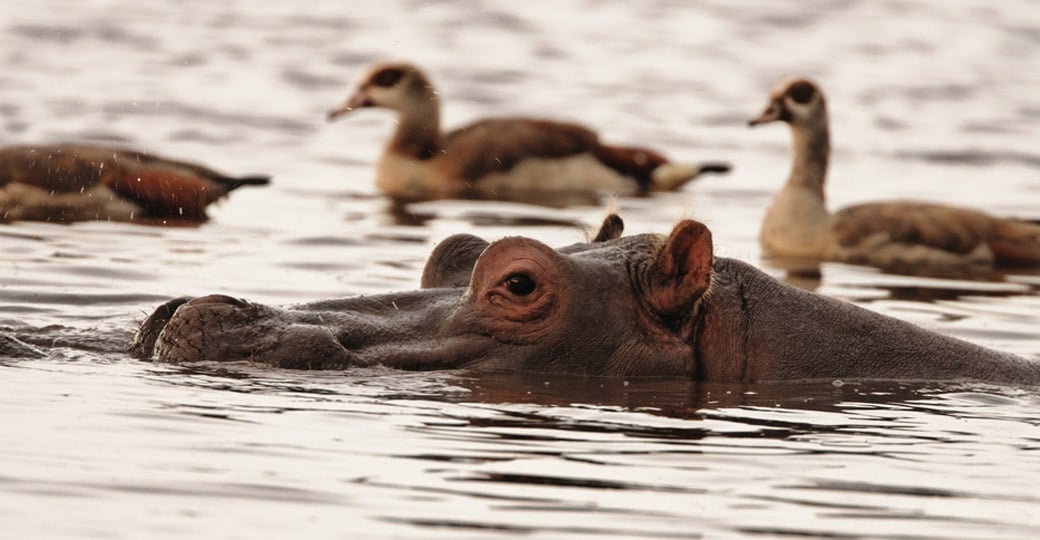 Hippopotamus surrounded by Egyptian geese Hippopotamus surrounded by Egyptian geese