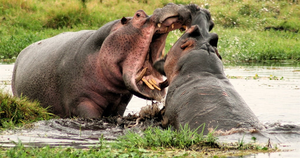 Hippos fighting over a riverbank will make for a great photo on your Kenyan safari.