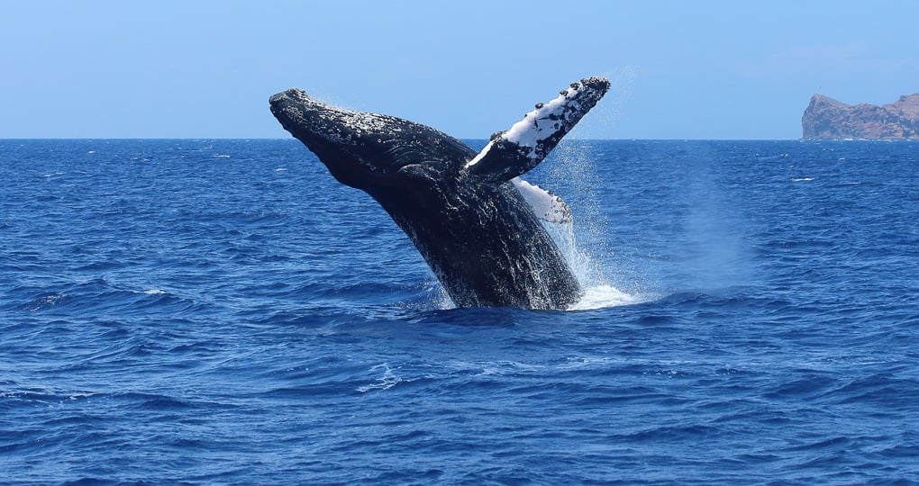 Humpback whale breaching in Maui
