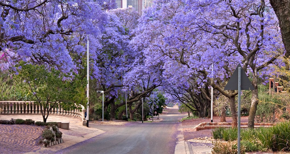 Jacaranda trees lining the street in Pretoria are a great photo opportunity while on your South Africa safari. Jacaranda trees lining the street in Pretoria are a great photo opportunity while on your South Africa safari.