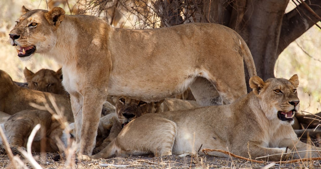 Lion at Okavango Delta Lion at Okavango Delta
