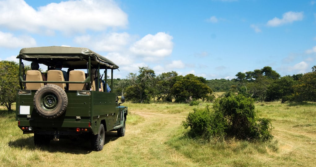 On safari near Kasane - always a great photo opportunity on your Botswana safari. On safari near Kasane - always a great photo opportunity on your Botswana safari.