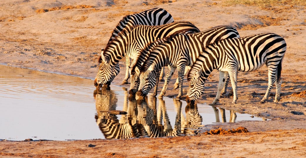 Plains zebra drinking at Nyamandlovu pan in Hwange.