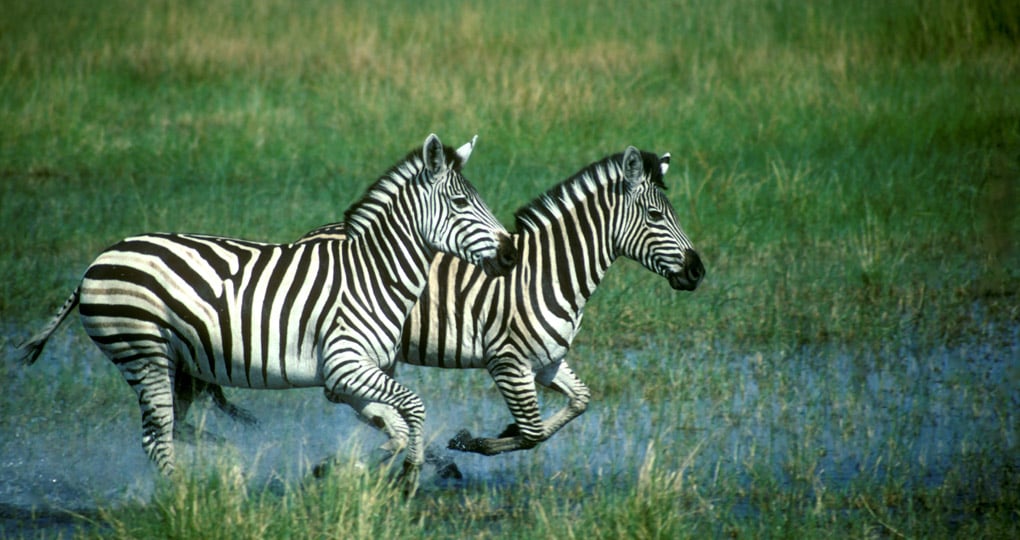 Plains Zebra running in water is always a popular photo opportunity while on your Linyanti Wildlife Reserve Safari Plains Zebra running in water is always a popular photo opportunity while on your Linyanti Wildlife Reserve Safari