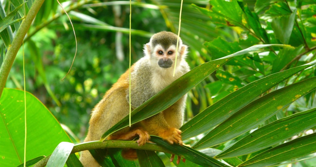 Squirrel Monkey