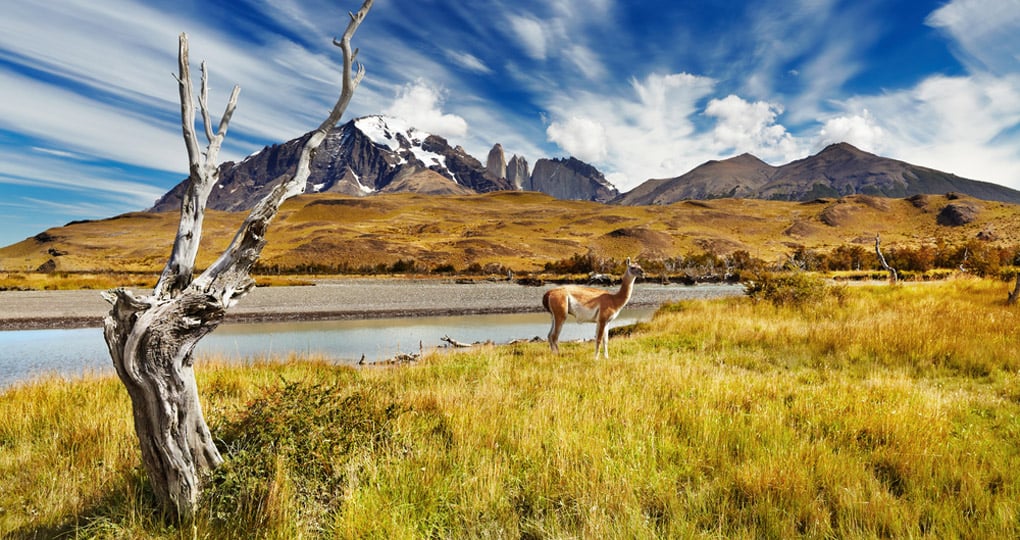 Enjoy your vacations at Torres del Paine National Park Enjoy your vacations at Torres del Paine National Park