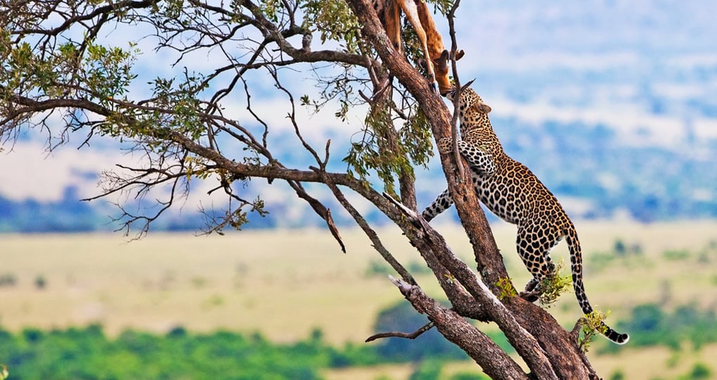 A leopard with a kill will be a highlight of your Masai Mara safari. A leopard with a kill will be a highlight of your Maasai Mara safari.