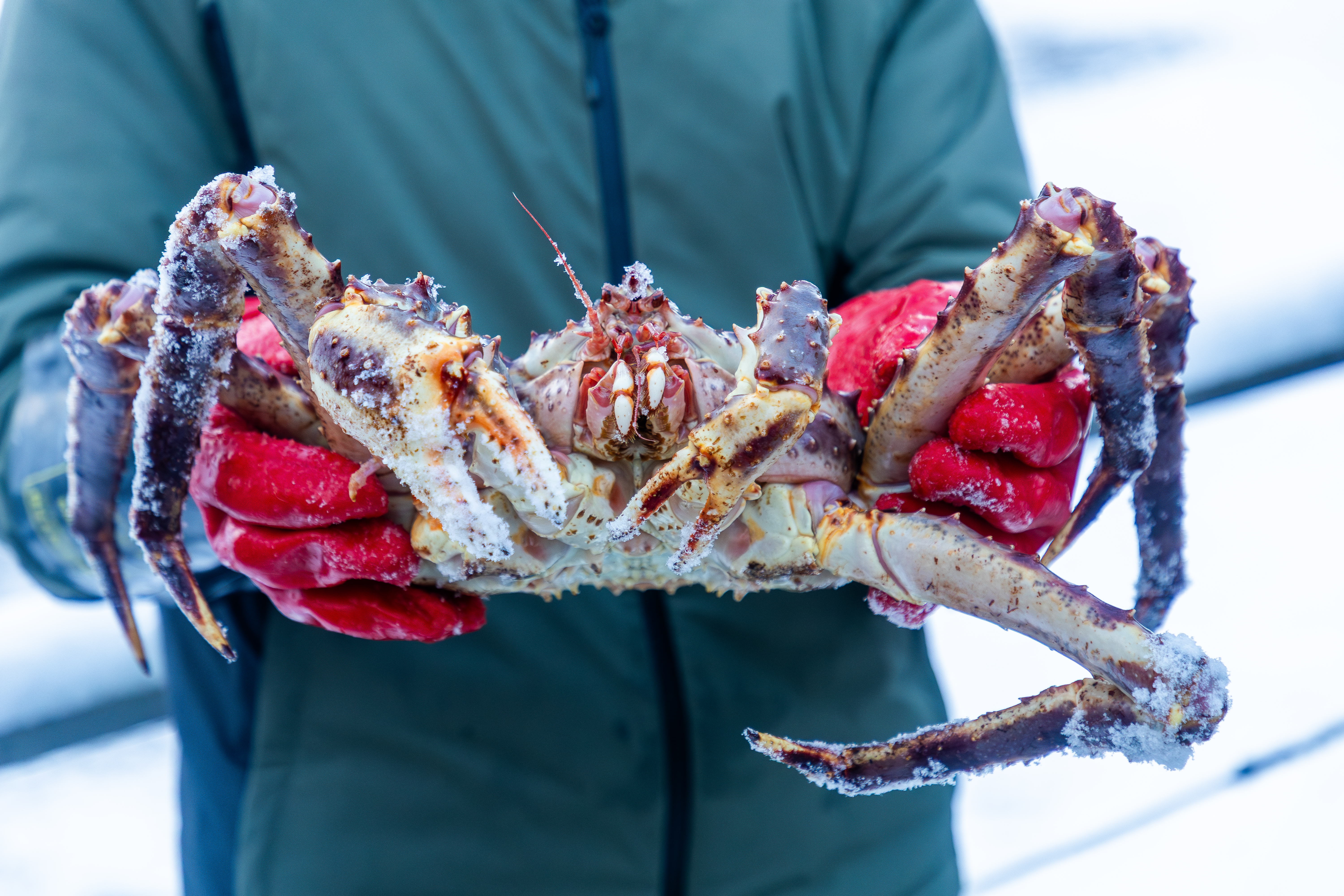 Close up of a red king crab being held by a fisherman in northern Norway