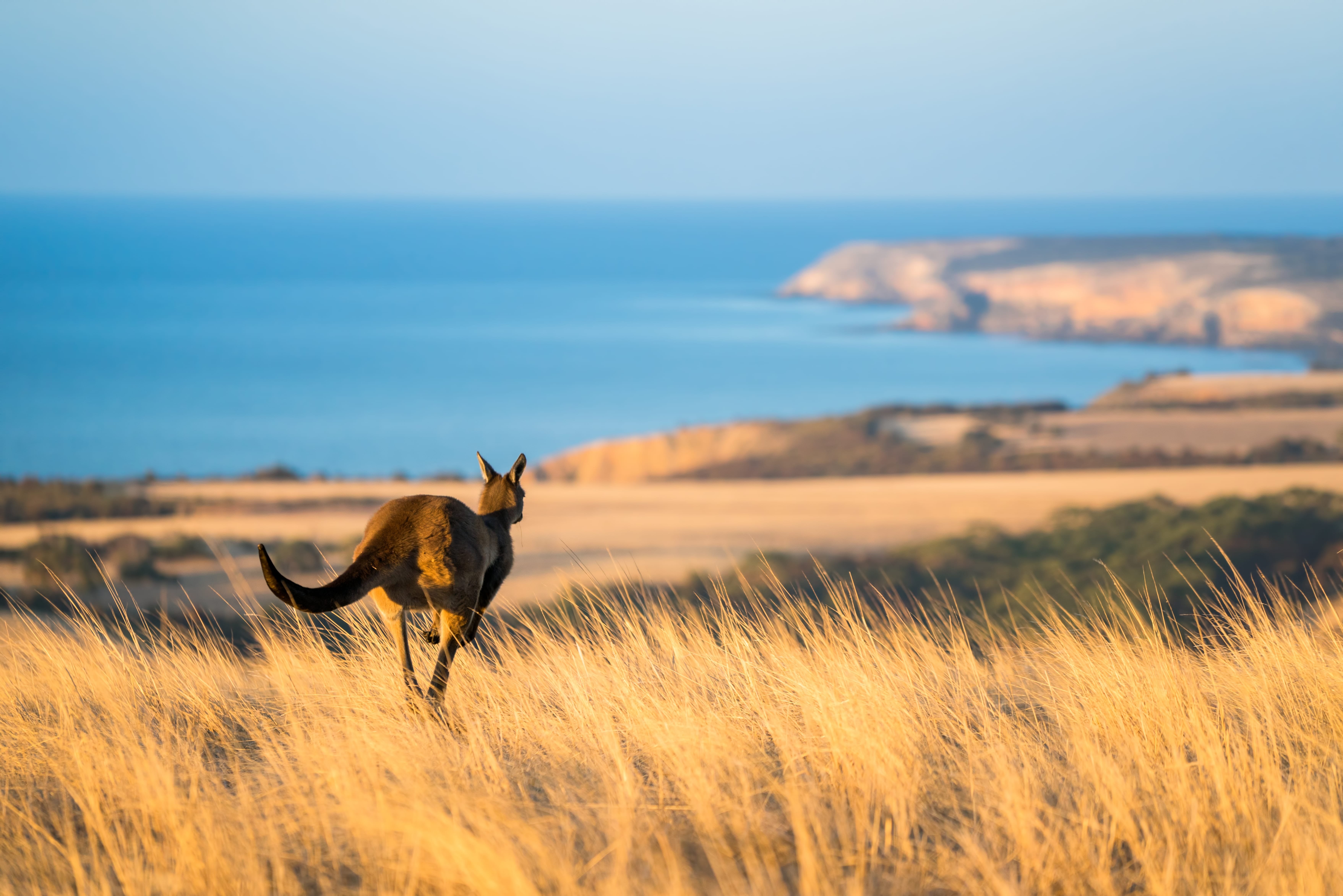 A small kangaroo leaps through tall yellow grass on Kangaroo Island, South Australia.