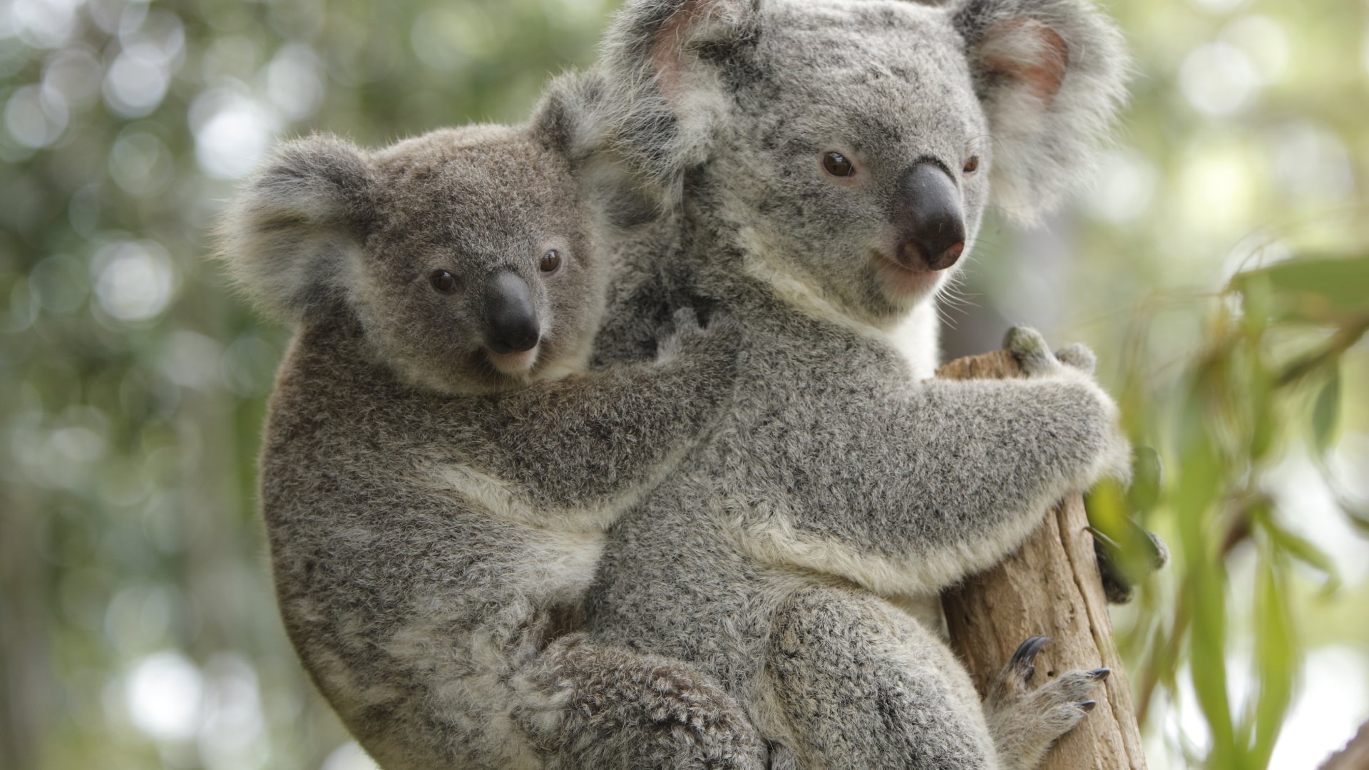 A mother koala with its baby joey looking directly at camera. Cute.For more pictures of Koalas please see this lightbox