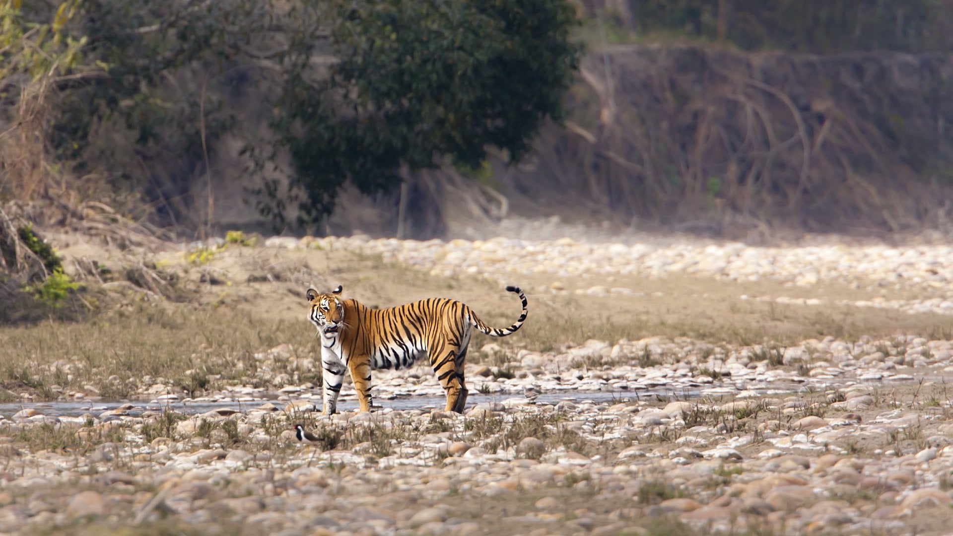 A Nepali Tiger in the Wild