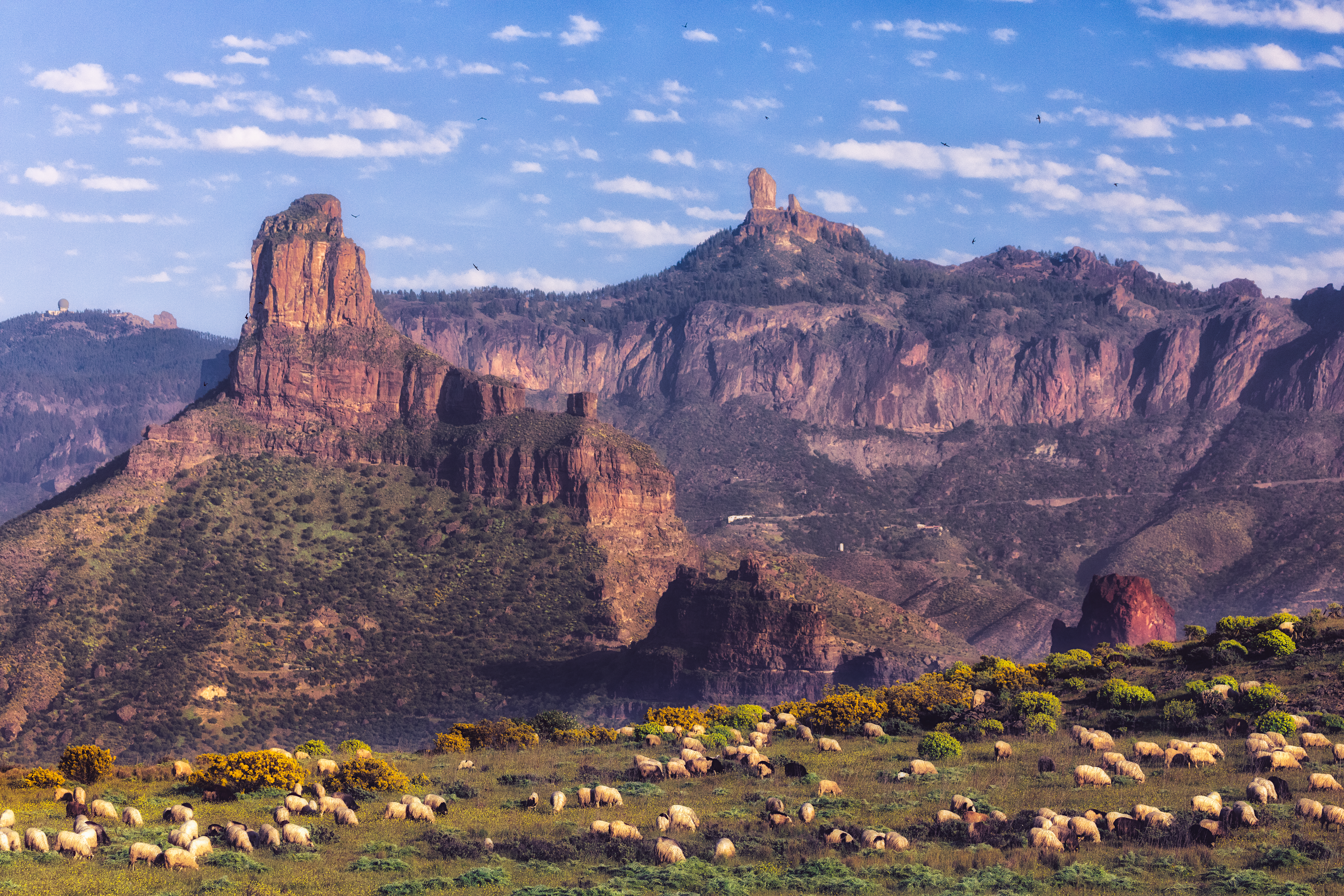 Sprawling landscape of Acusa, Tejeda, Gran Canaria, with a blue sky with clouds, a jagged mountain range, and a large flock of sheep grazing in the foreground.