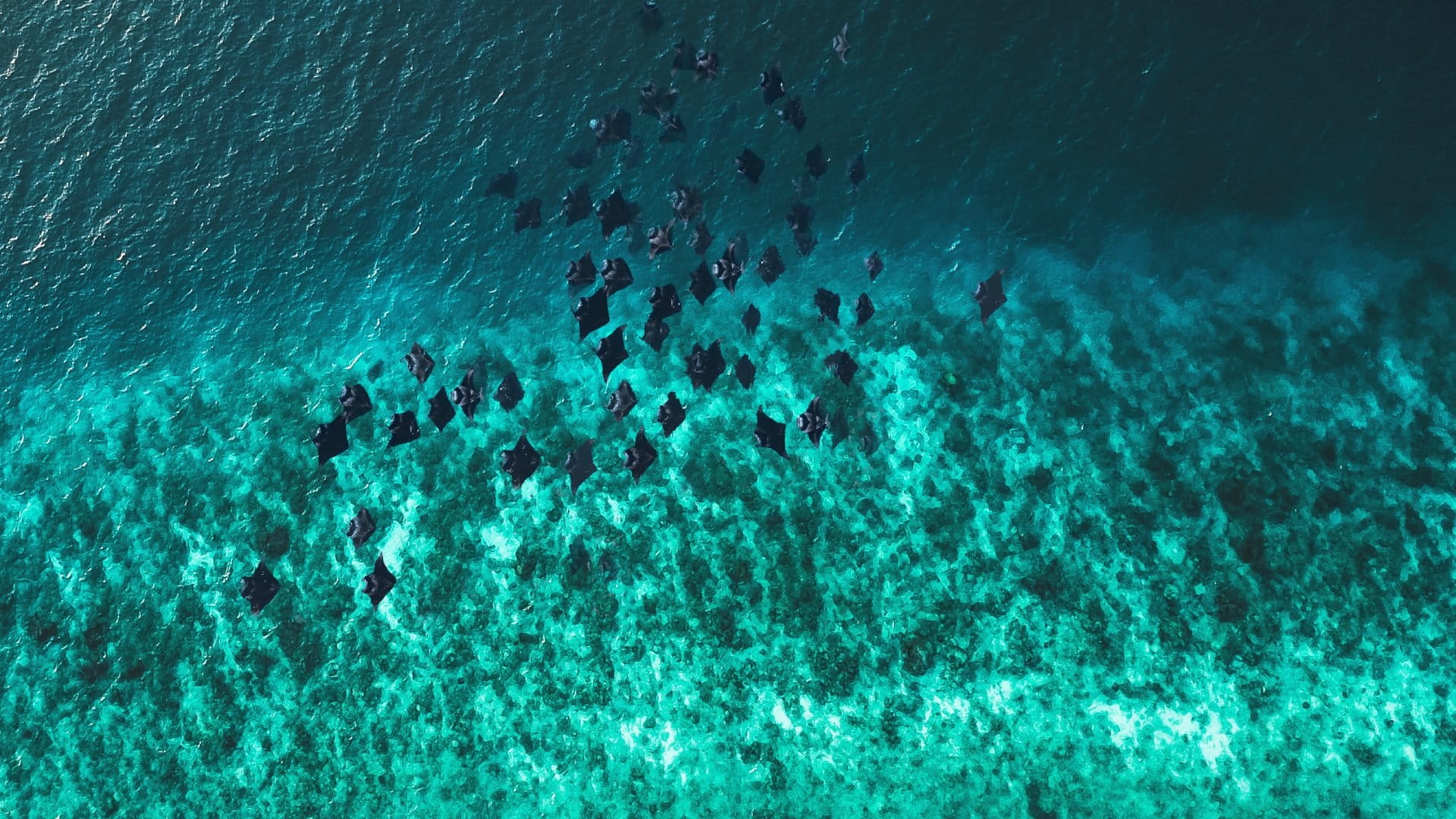 Aerial view of manta rays swimming in Hanifaru Bay, Maldives.