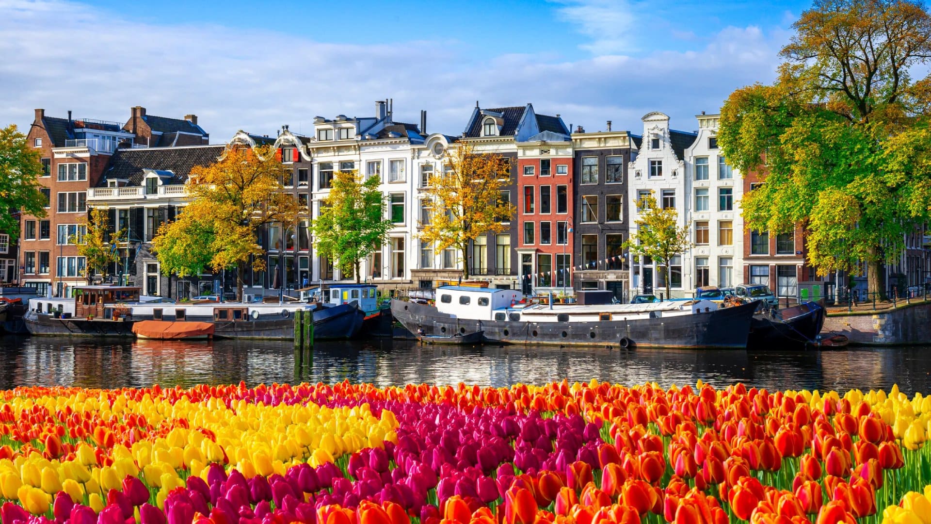 Amsterdam City Houses at Canal Waterfront with Spring Tulips