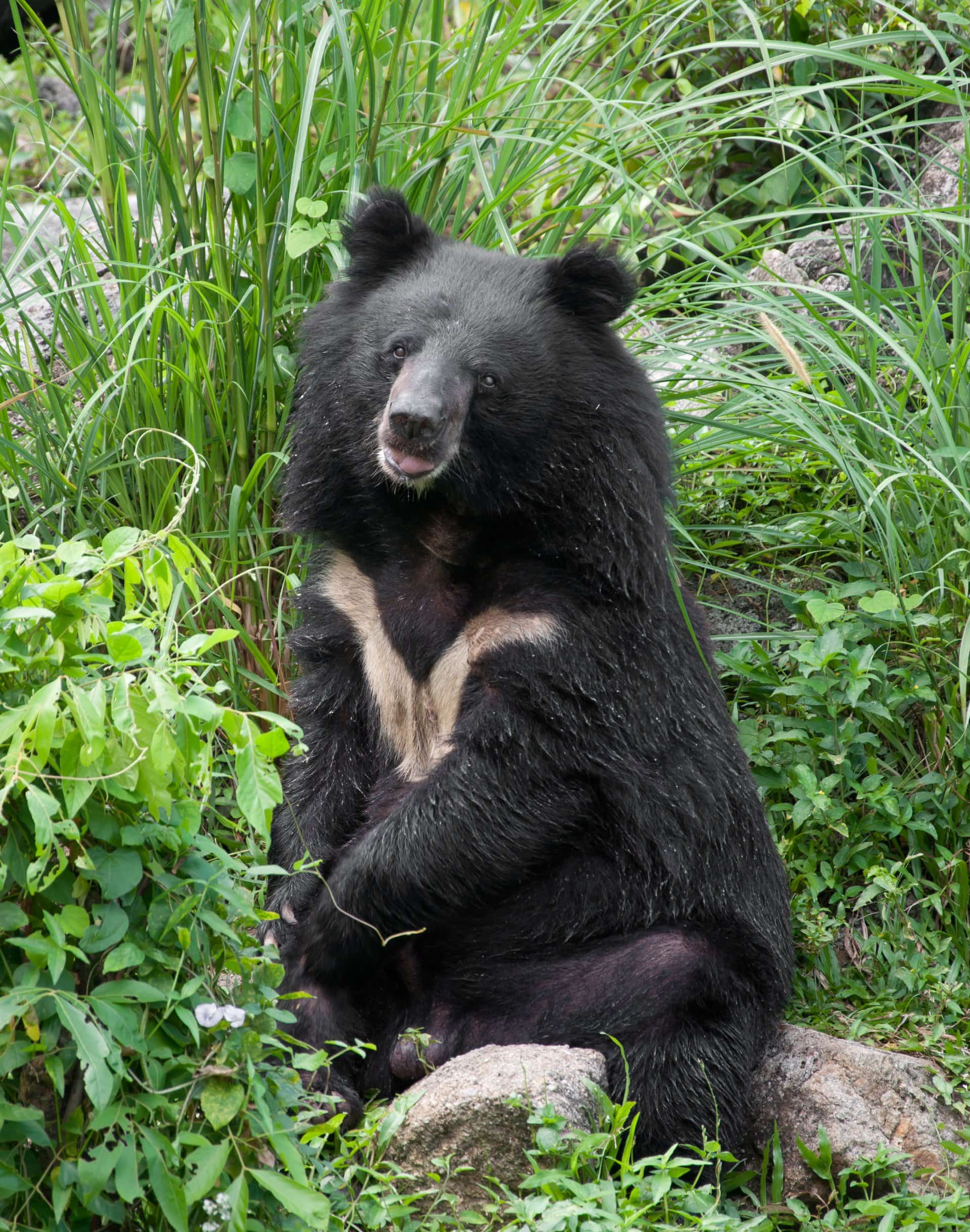 Asiatic Black Bear