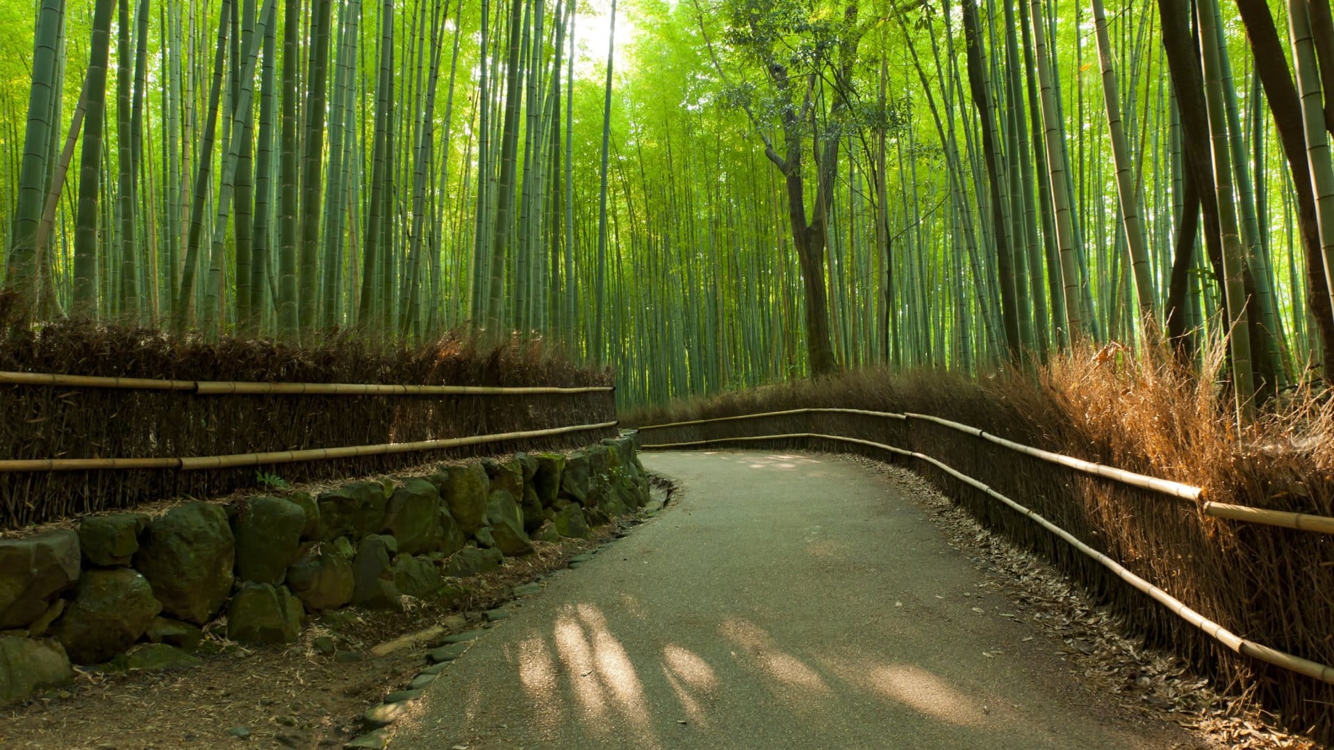 Bamboo grove at Arashiyama
