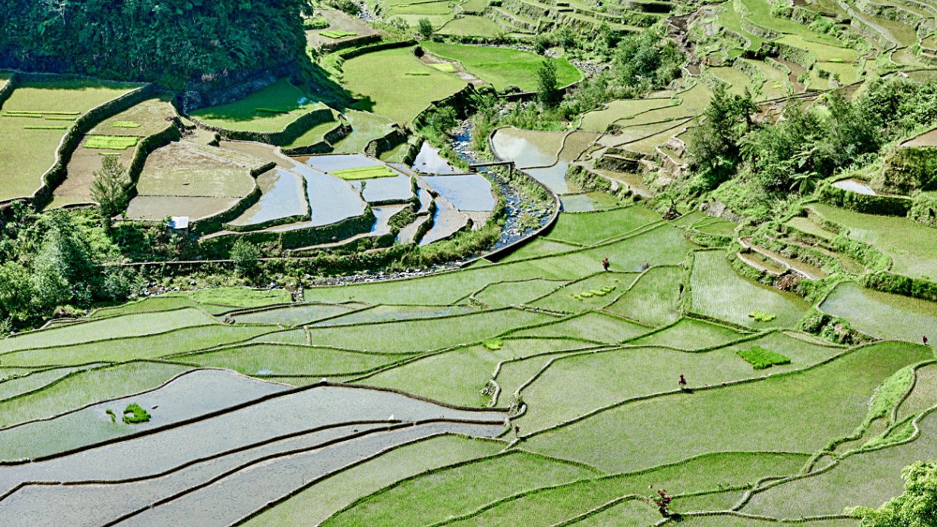 Banaue Rice Terraces, Ifugao, Philippines
